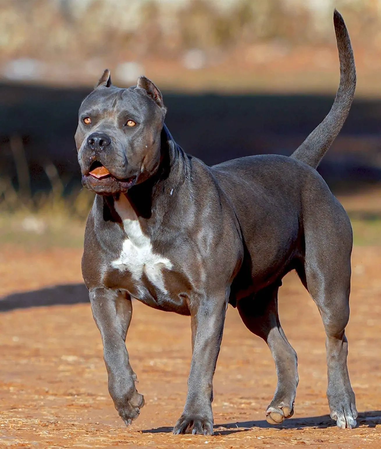 Un American Bully potente y sensible
