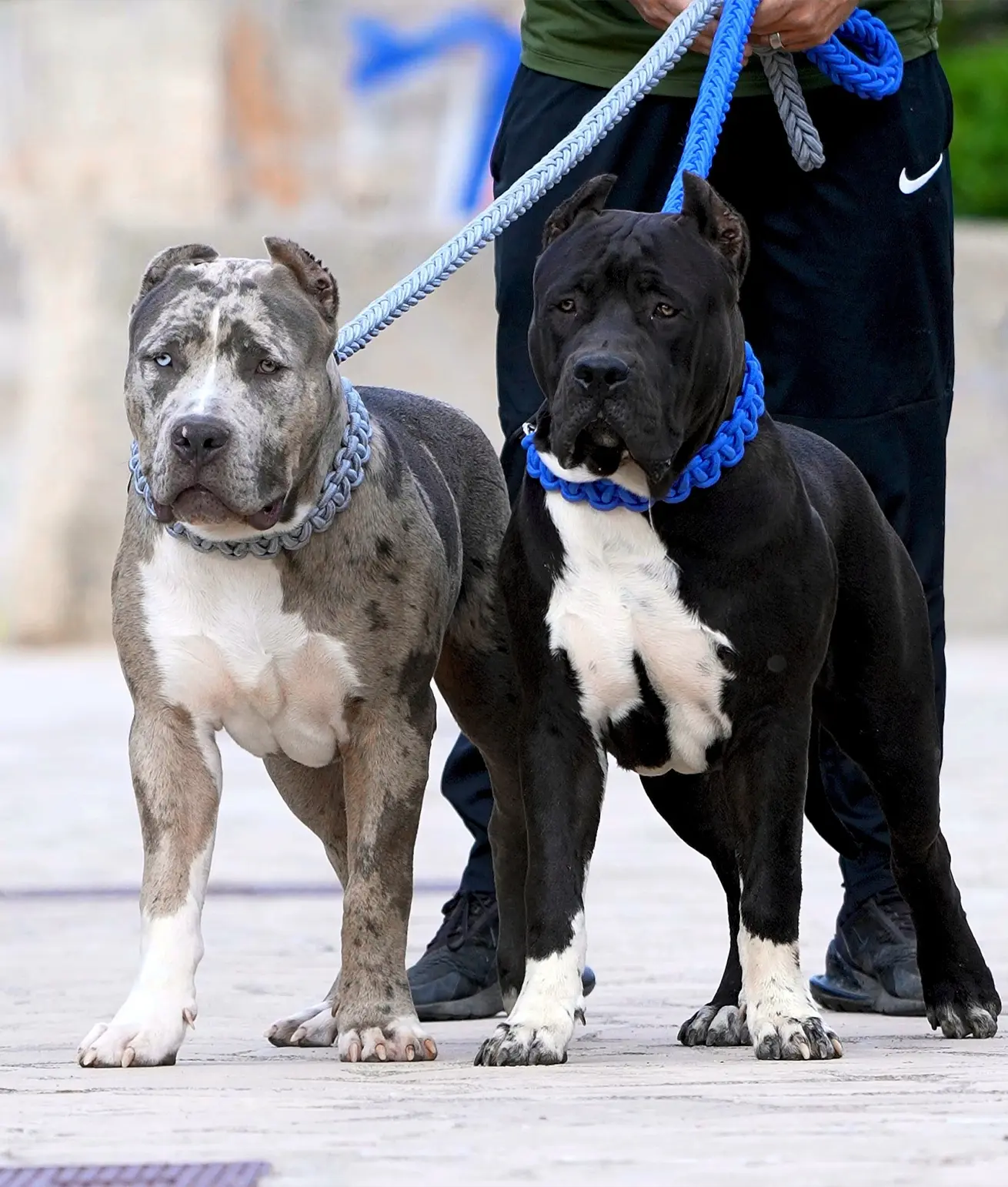 American Bully, con una clara ventaja