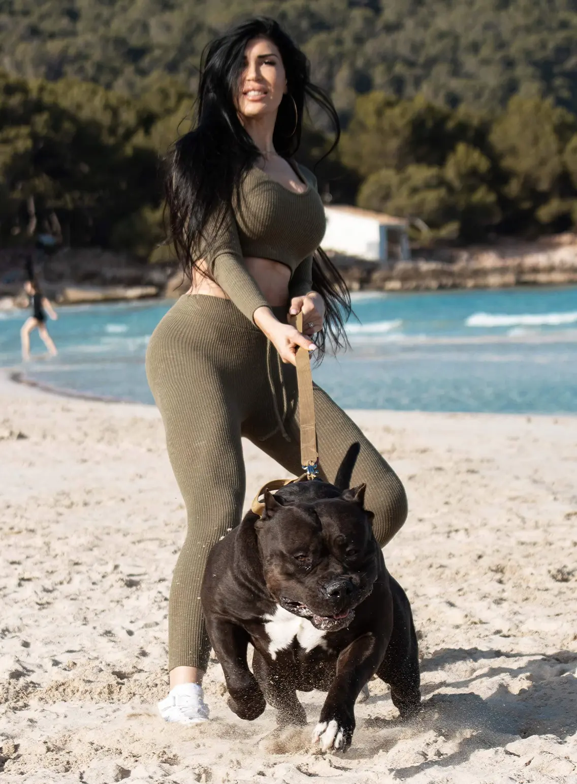 American Bully : origines, morphologie et prestance