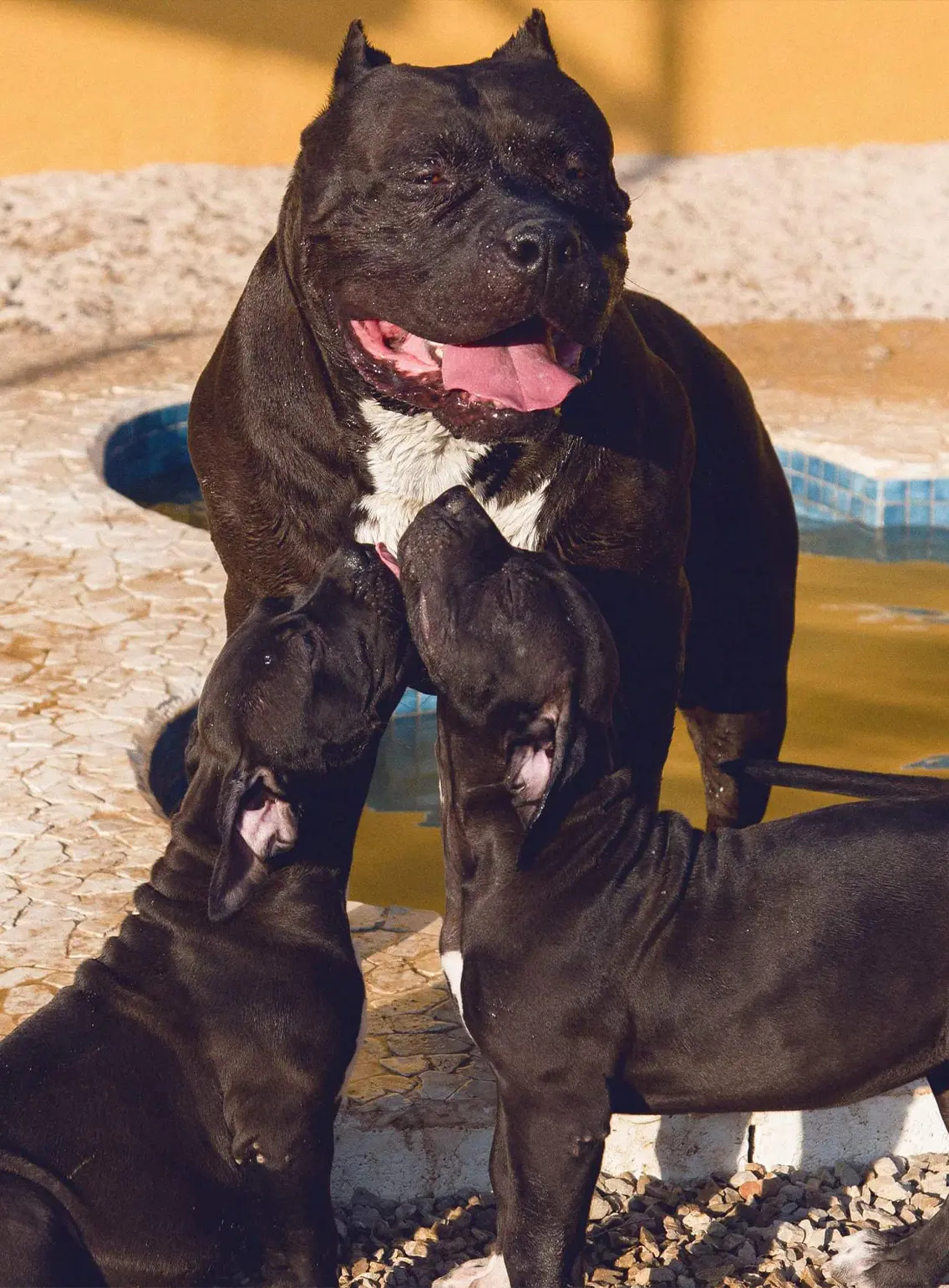 Crecimiento y desarrollo de un cachorro de American Bully XXL