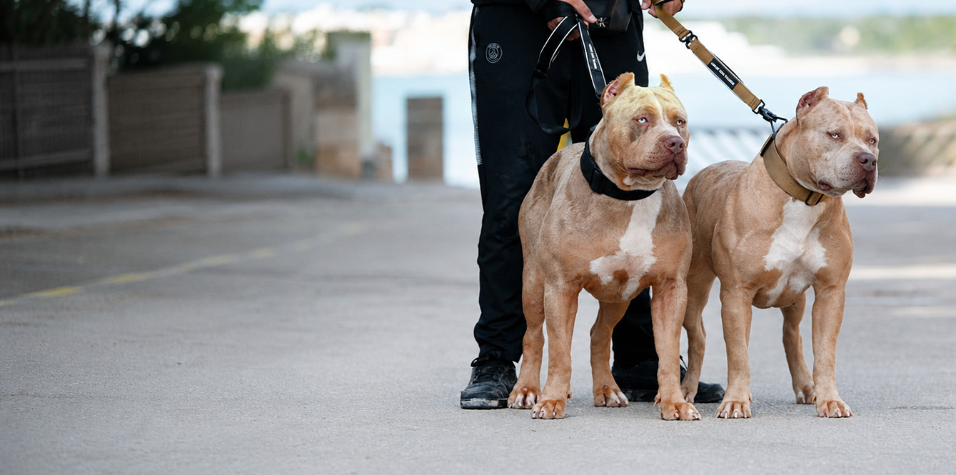 Dos American Bullys adultos de tamaño XXL como símbolo de los cruces previstos para 2026 en XXL Luxor Bullys
