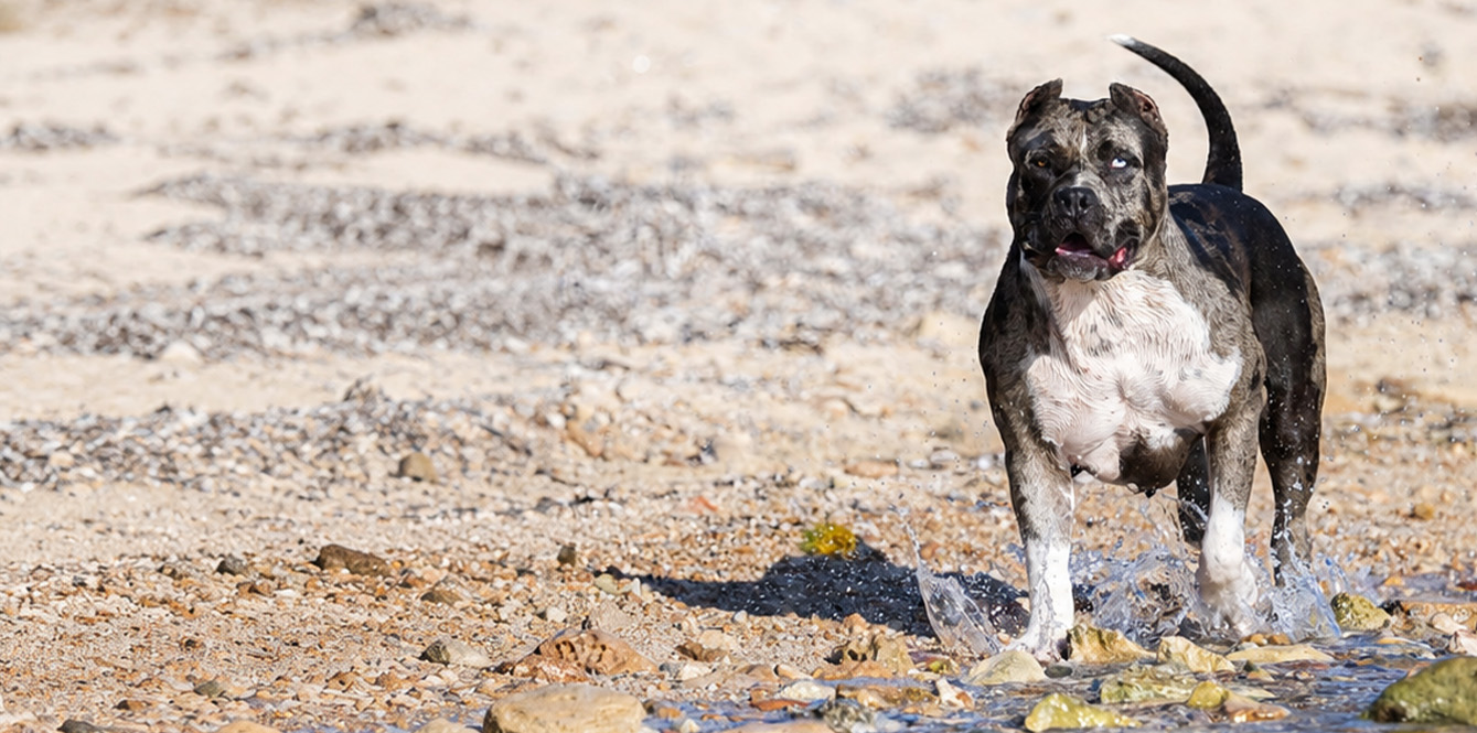 Hembra de American Bully XXL de XXL Luxor Bullys