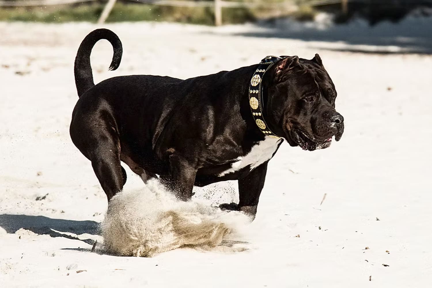 DDK 9 Zorro Black Panther Galerie Image 13