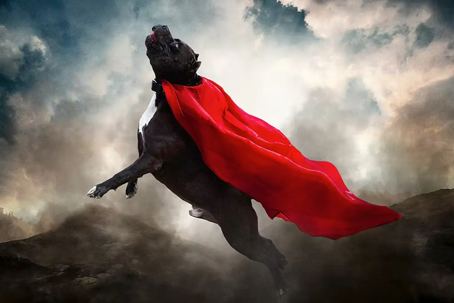 DDK 9 Zorro Black Panther Galerie, image 21