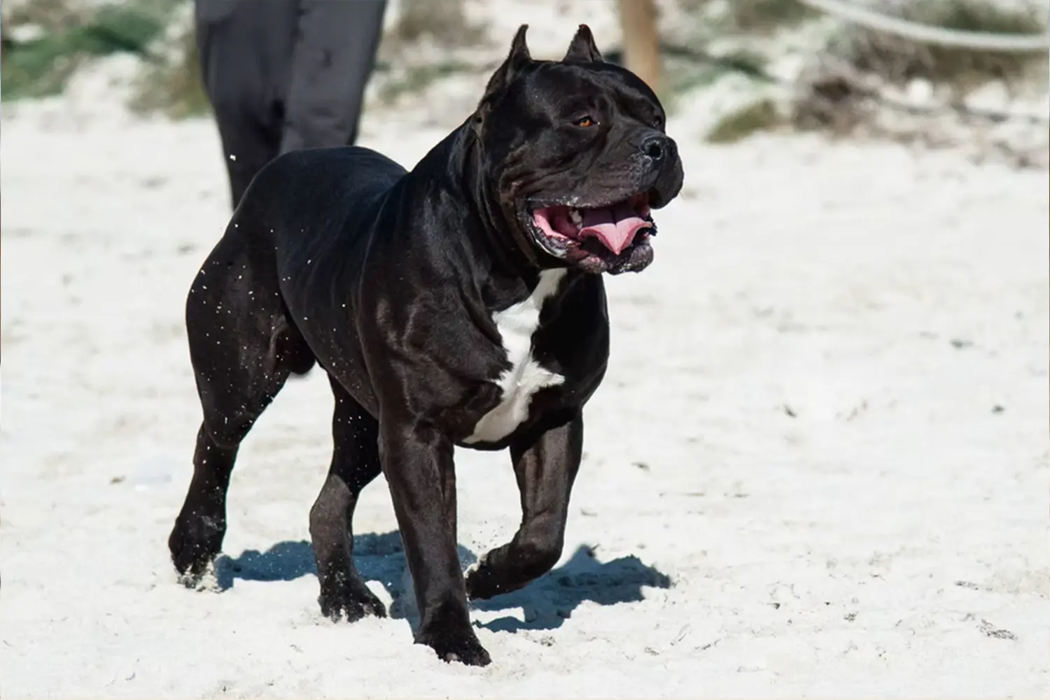 XXL Luxor Bullys Aventador