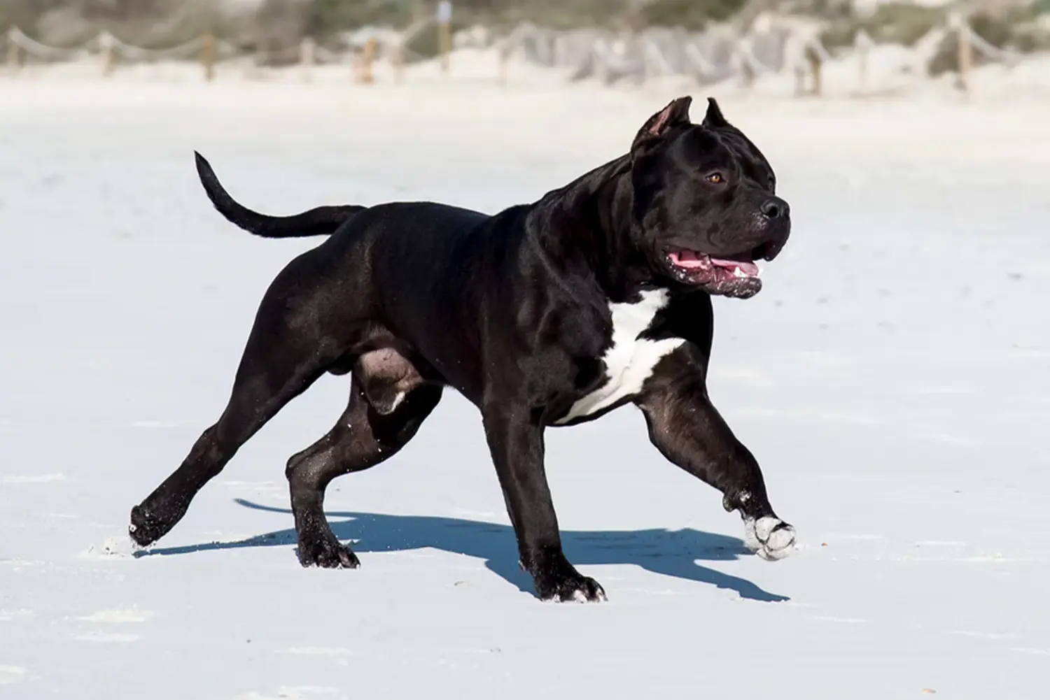 XXL Luxor Bullys Aventador