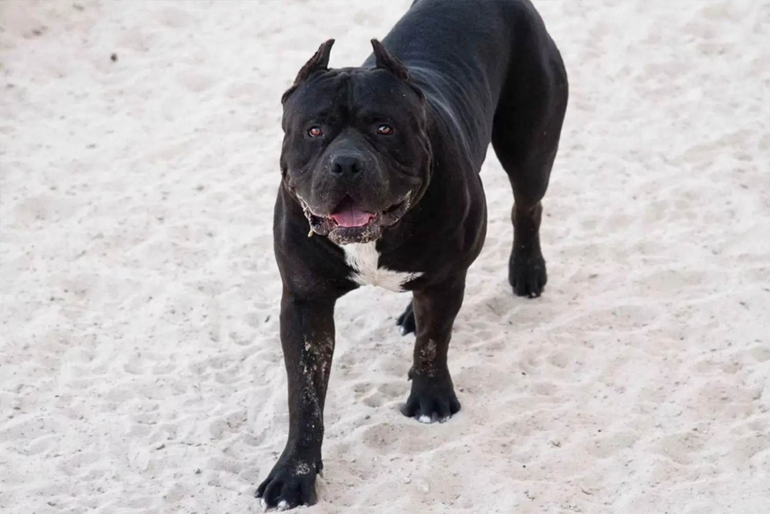 XXL Luxor Bullys Aventador