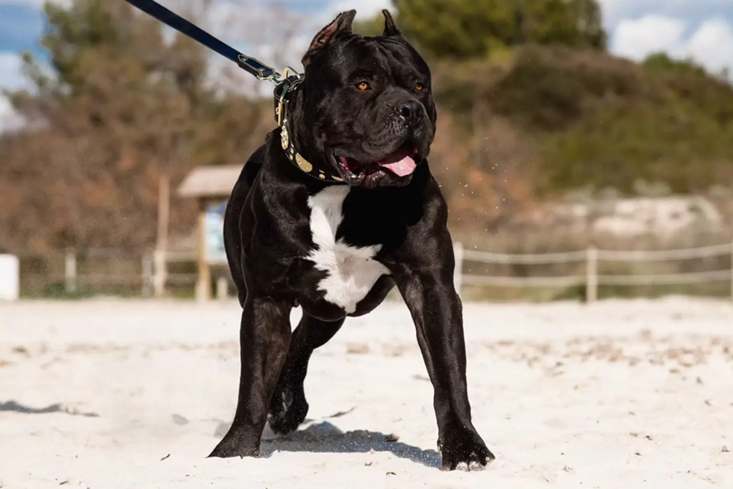 XXL Luxor Bullys Aventador