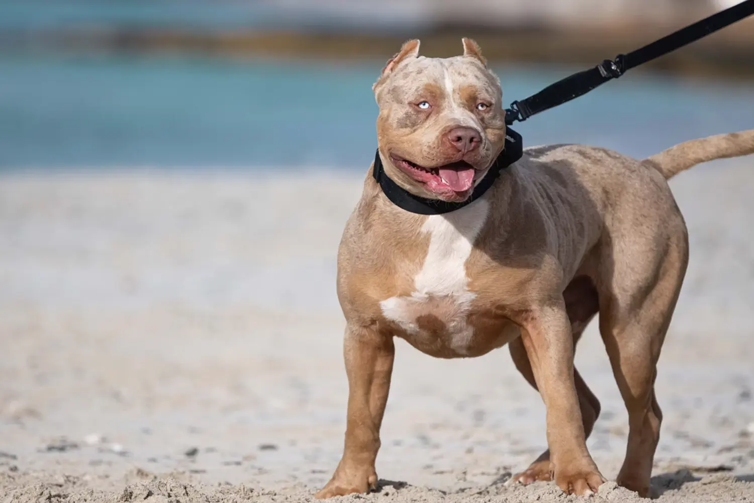 XXL Luxor Bullys Mr. Legend