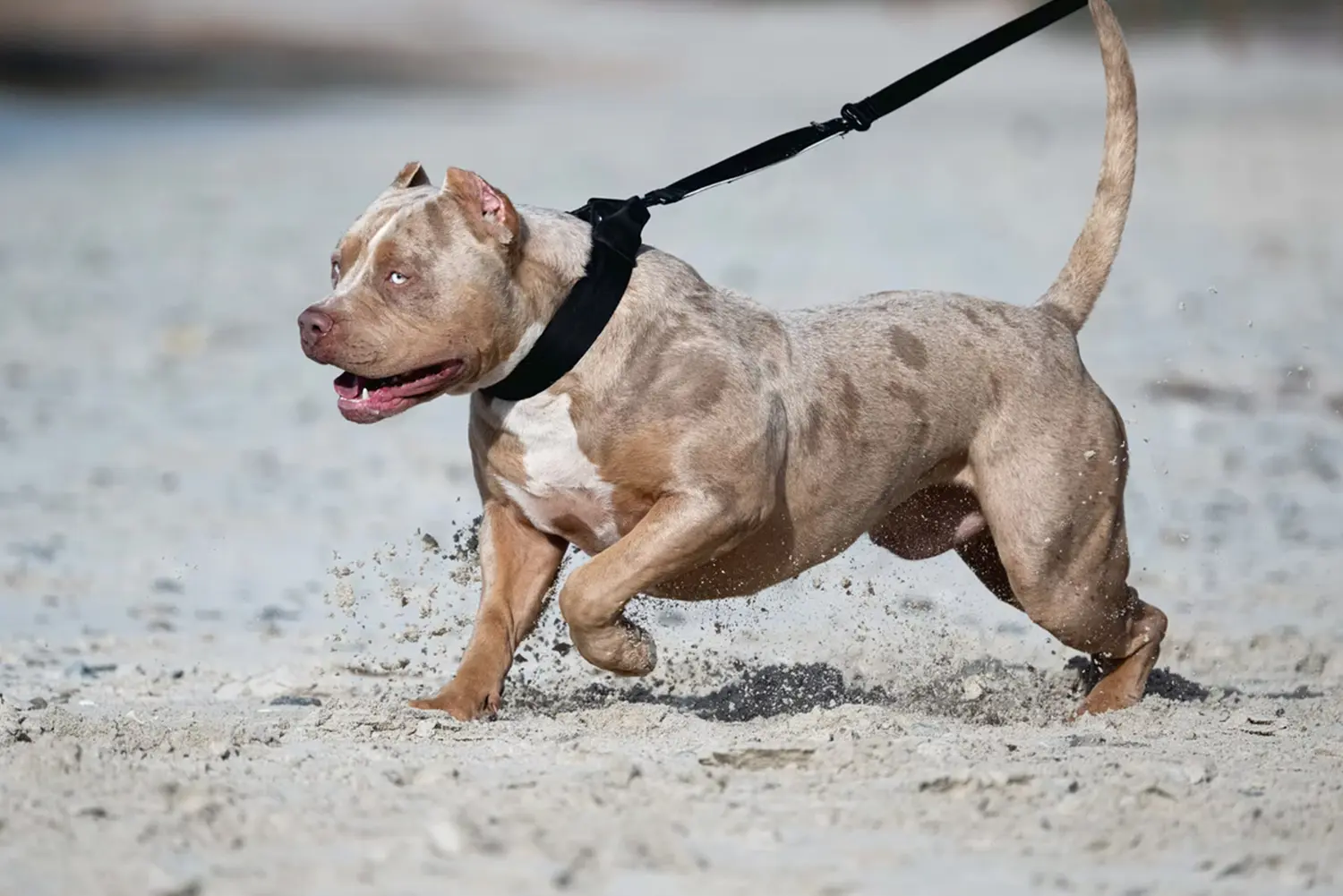 XXL Luxor Bullys Mr. Legend