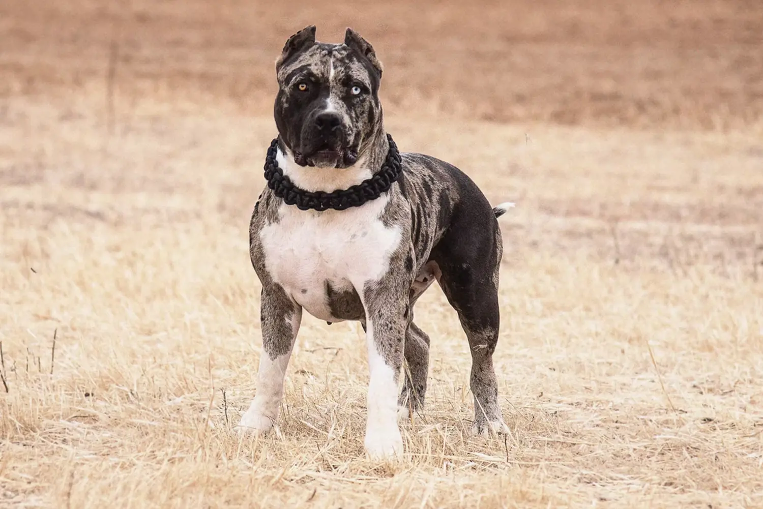 XXL Luxor Bullys Pepsi