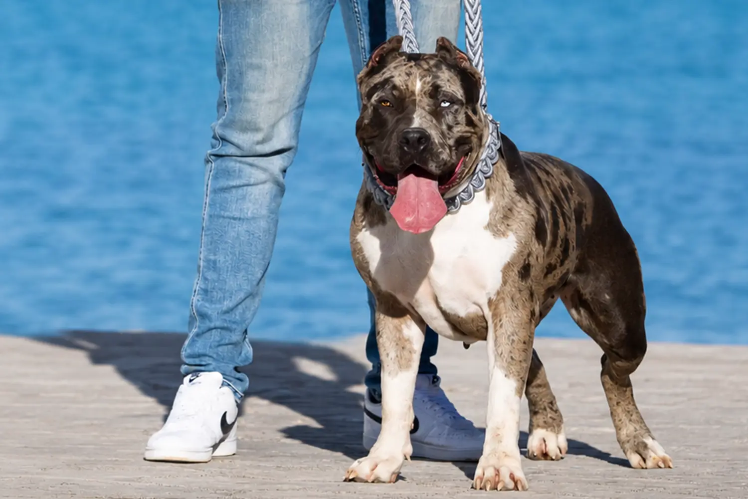 XXL Luxor Bullys Pepsi