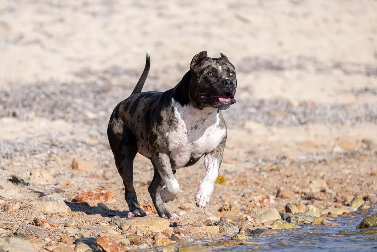 XXL Luxor Bullys Pepsi