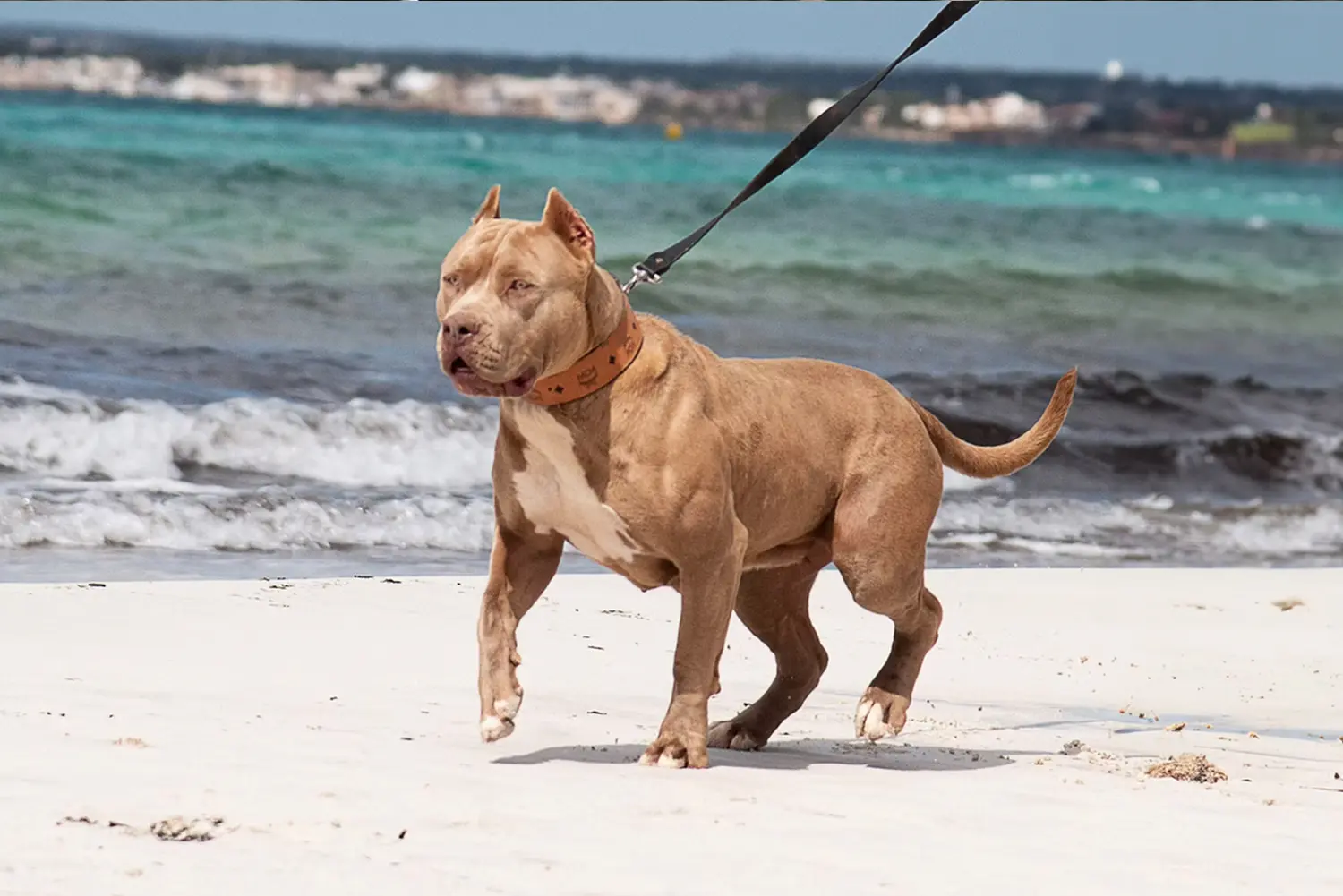 Aesthetic Bullys Palma