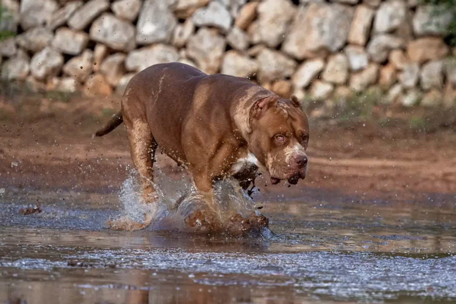 Máscara de pestañas XXL Luxor Bullys