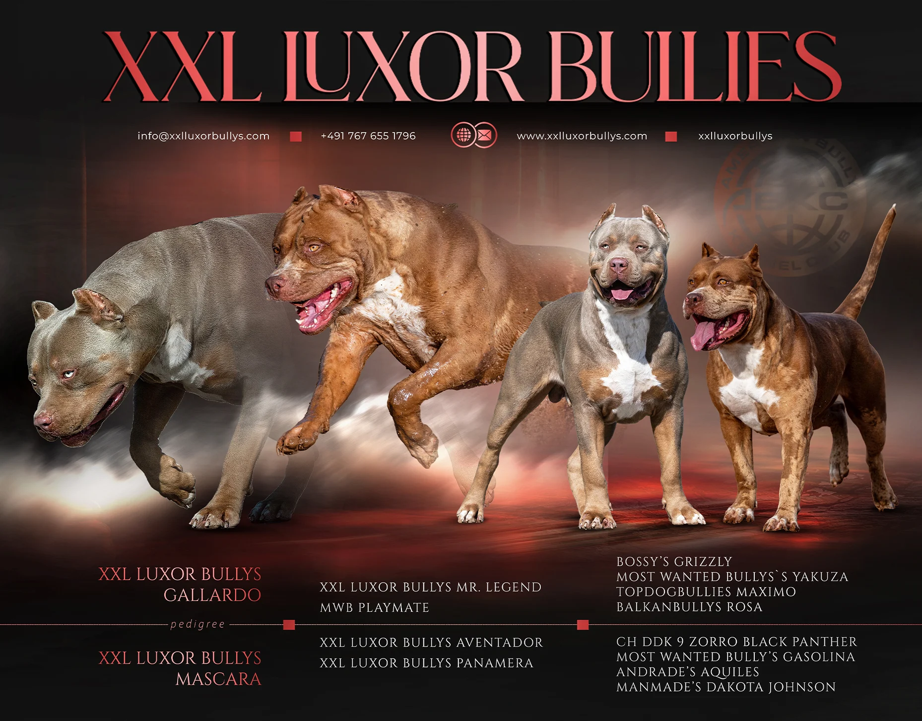 Cruce entre Gallardo y Mascara XXL, de la raza American Bully
