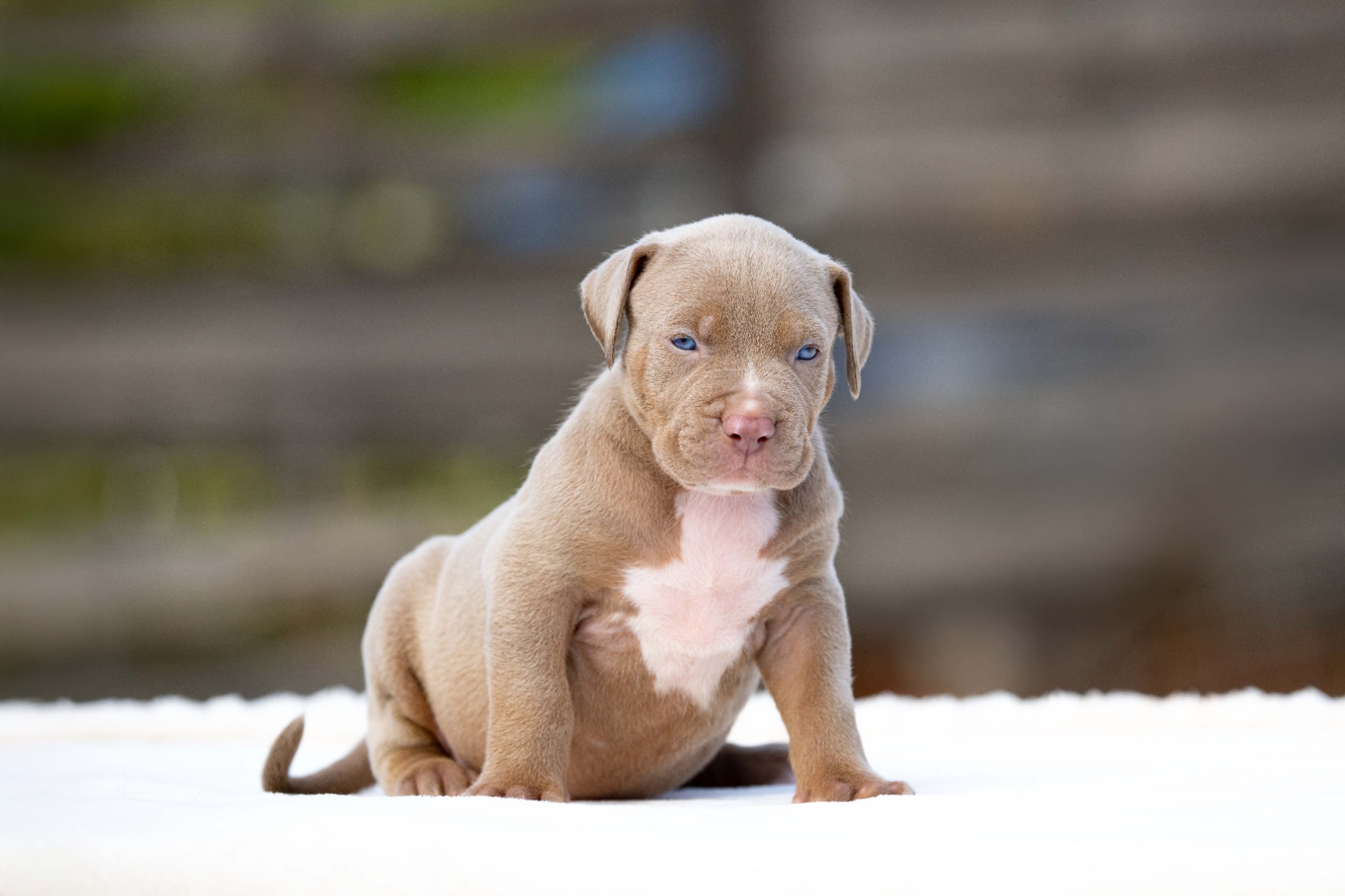 Mr. Legend x Palma—Available Male Dog, 1 Photo 1