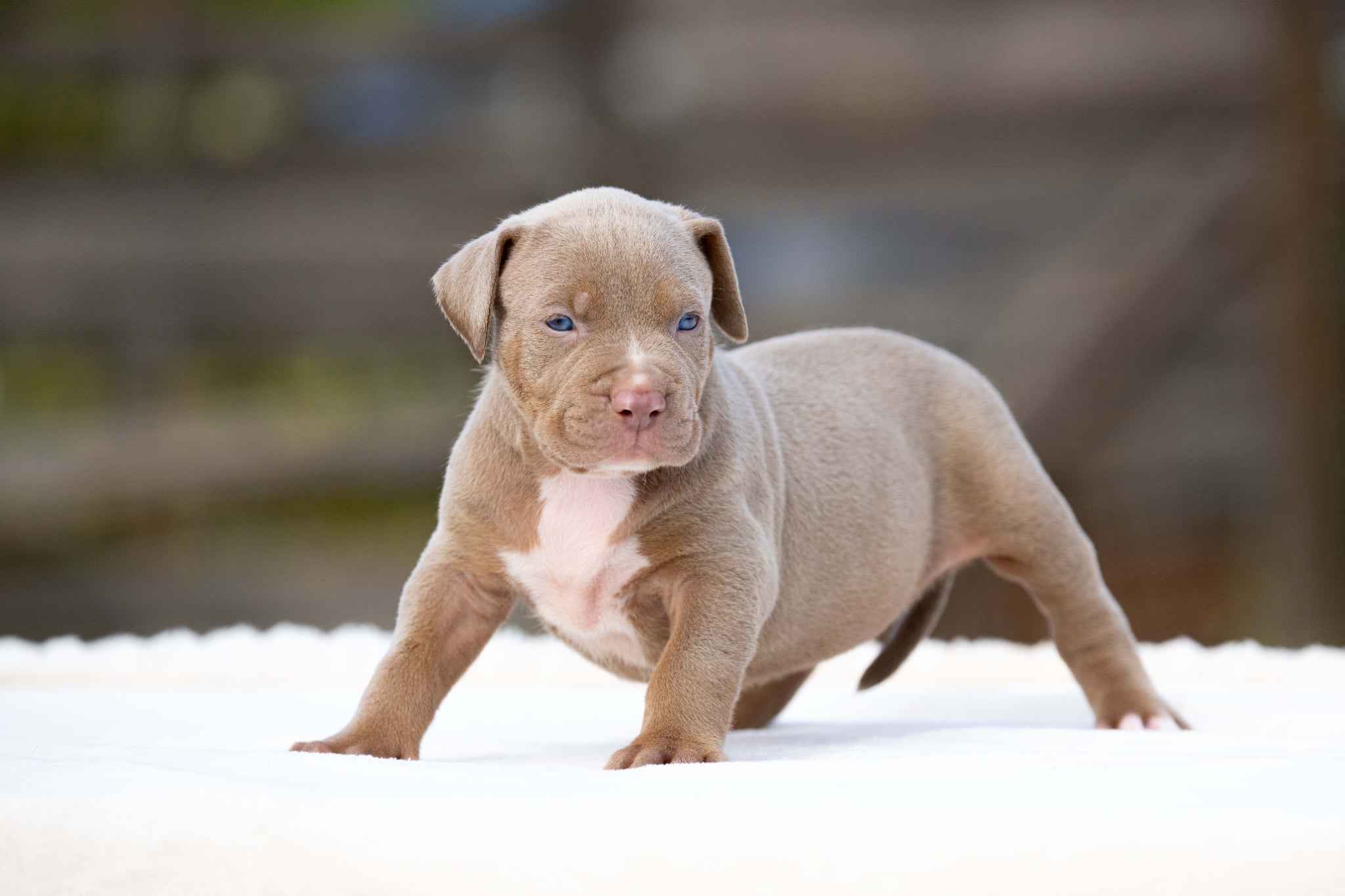 Mr. Legend x Palma—Available Male Dog, Photo 1, Photo 2