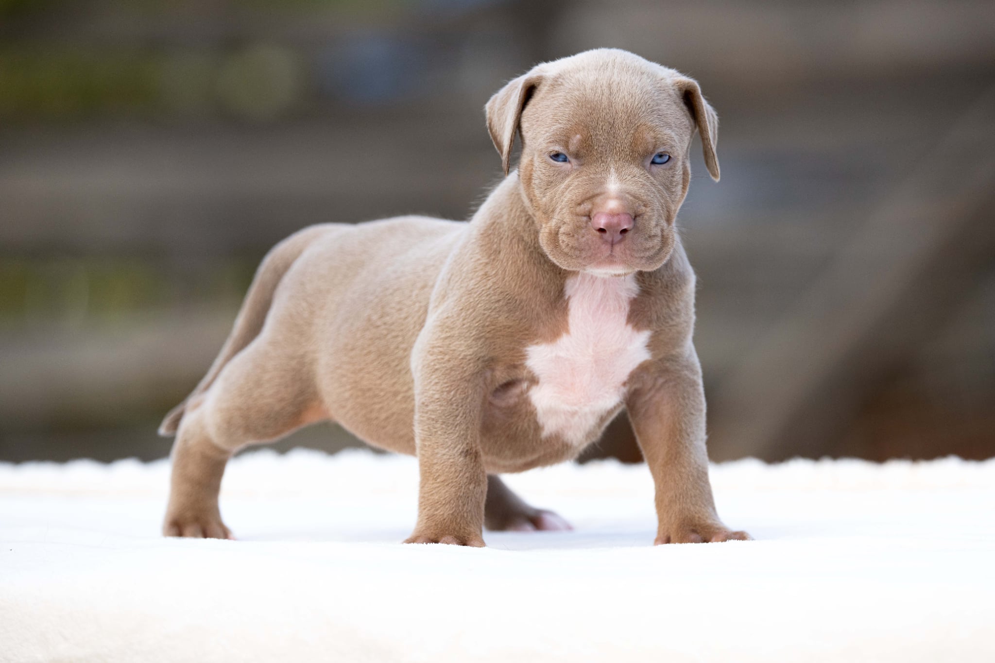 Mr. Legend x Palma—Available Male Dog, 1 Photo, 3