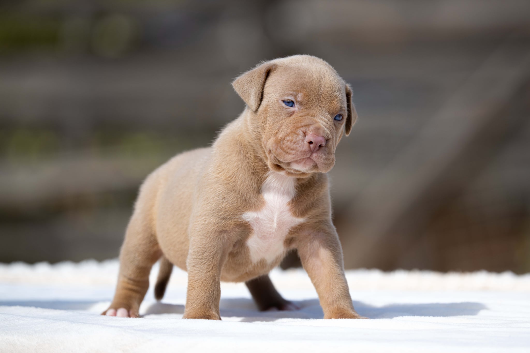 Mr. Legend x Palma—Available Male Dog, 2nd Photo