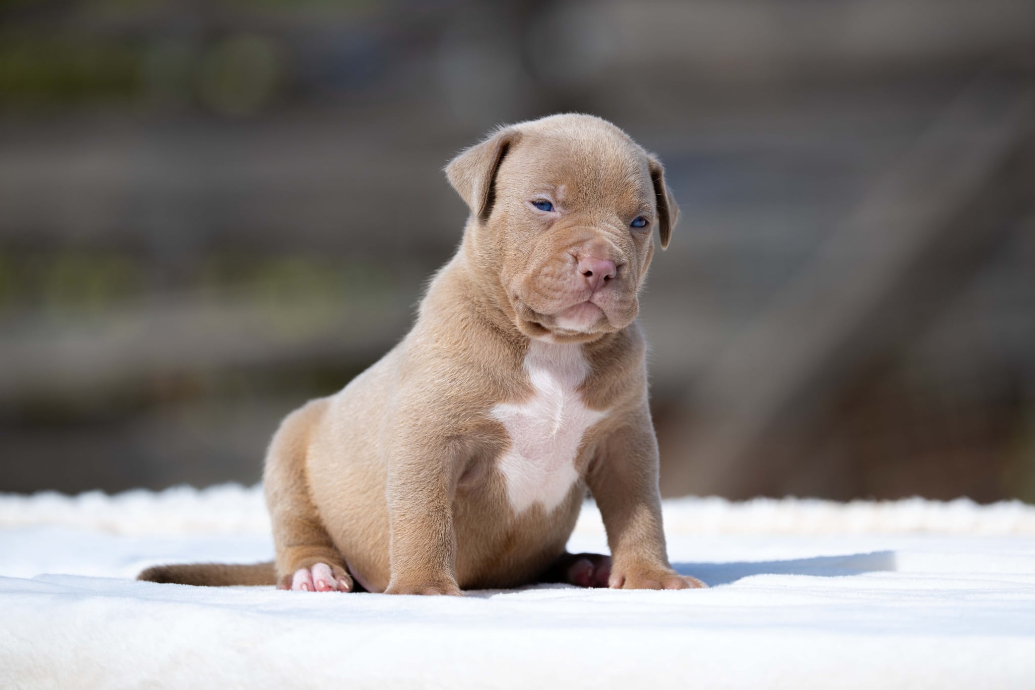 Mr. Legend x Palma—Available Male Dog 2, Photo 1