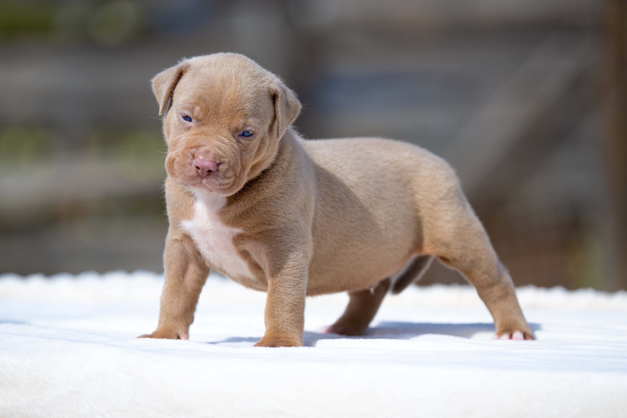 Mr. Legend x Palma—Available Male Dog, Photo 2, Image 3