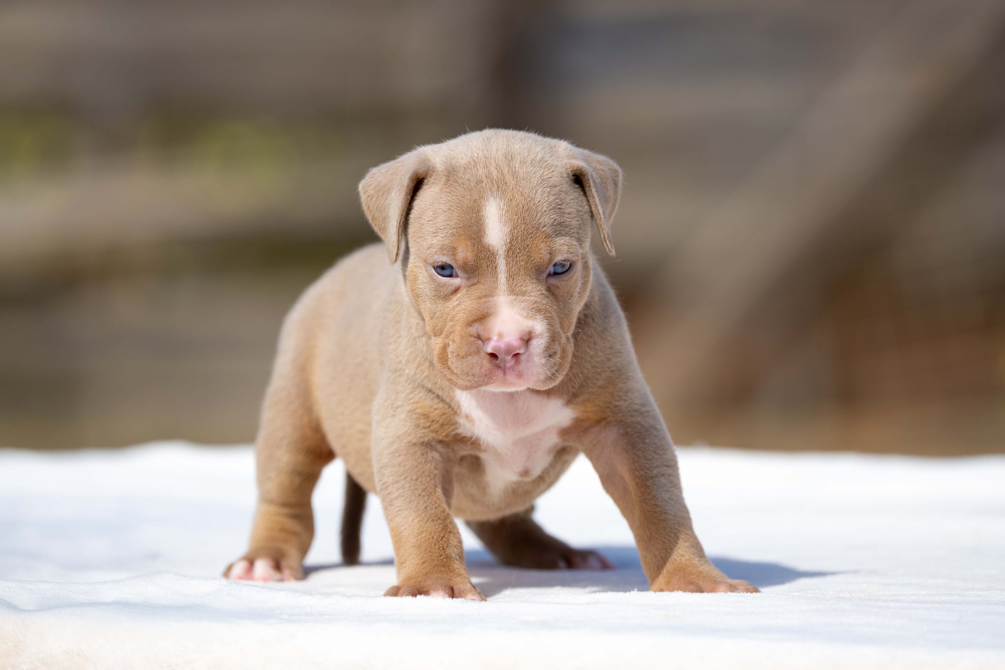 Mr. Legend x Palma—Available Male Dog, Photo 3