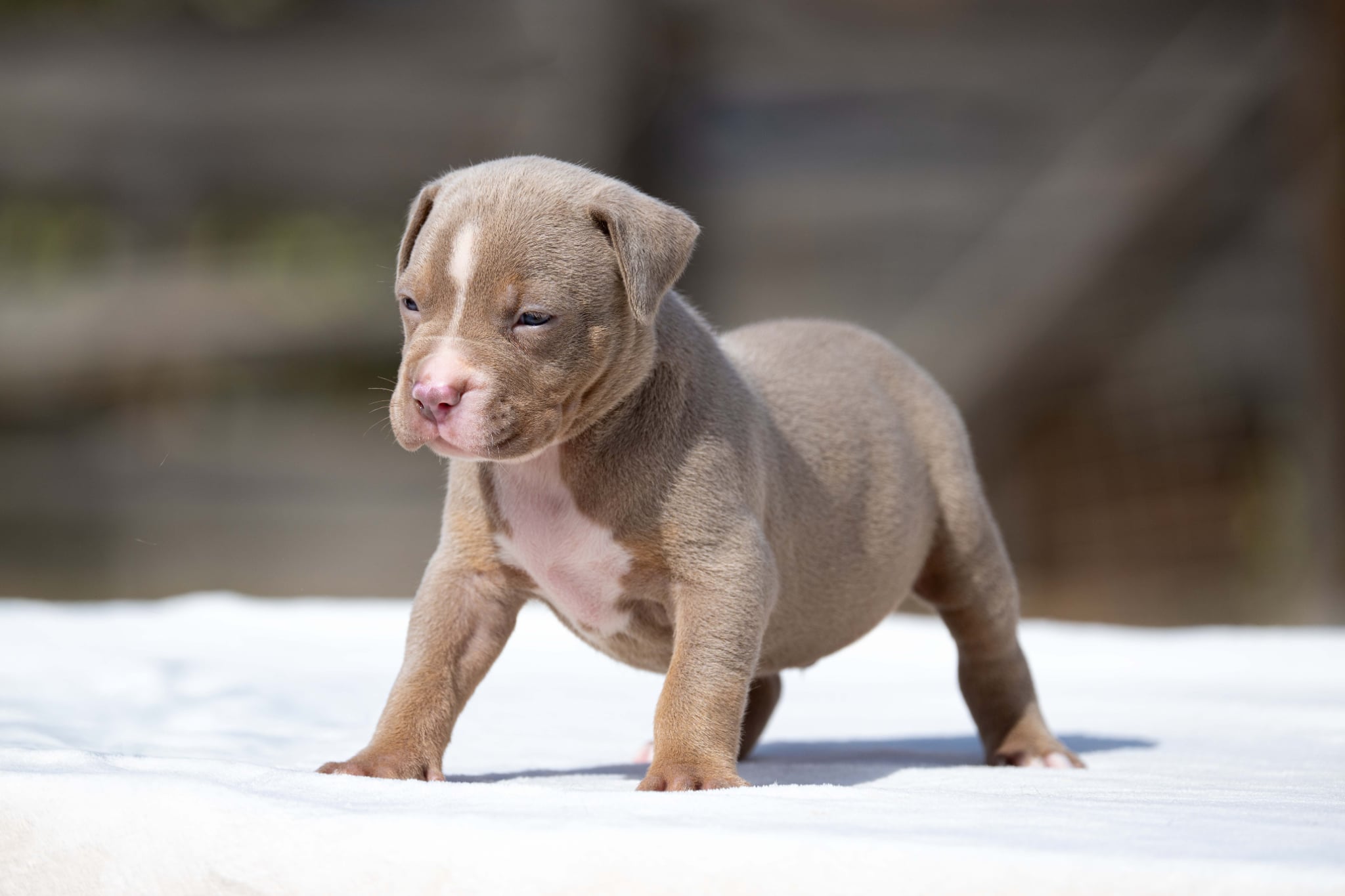 Mr. Legend x Palma—Available Male Dog, 3 Photos, Photo 2