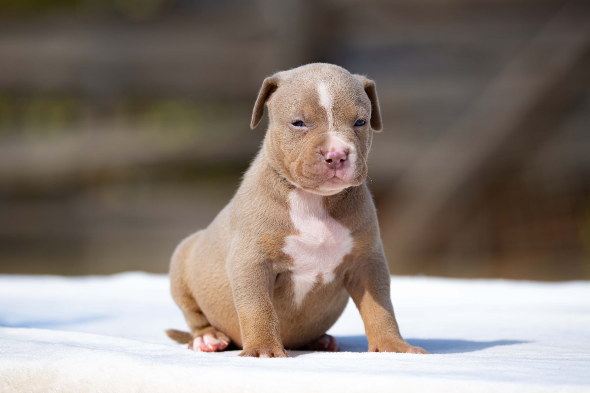 Mr. Legend x Palma—Available Male Dog, 3 Photos, Photo 1