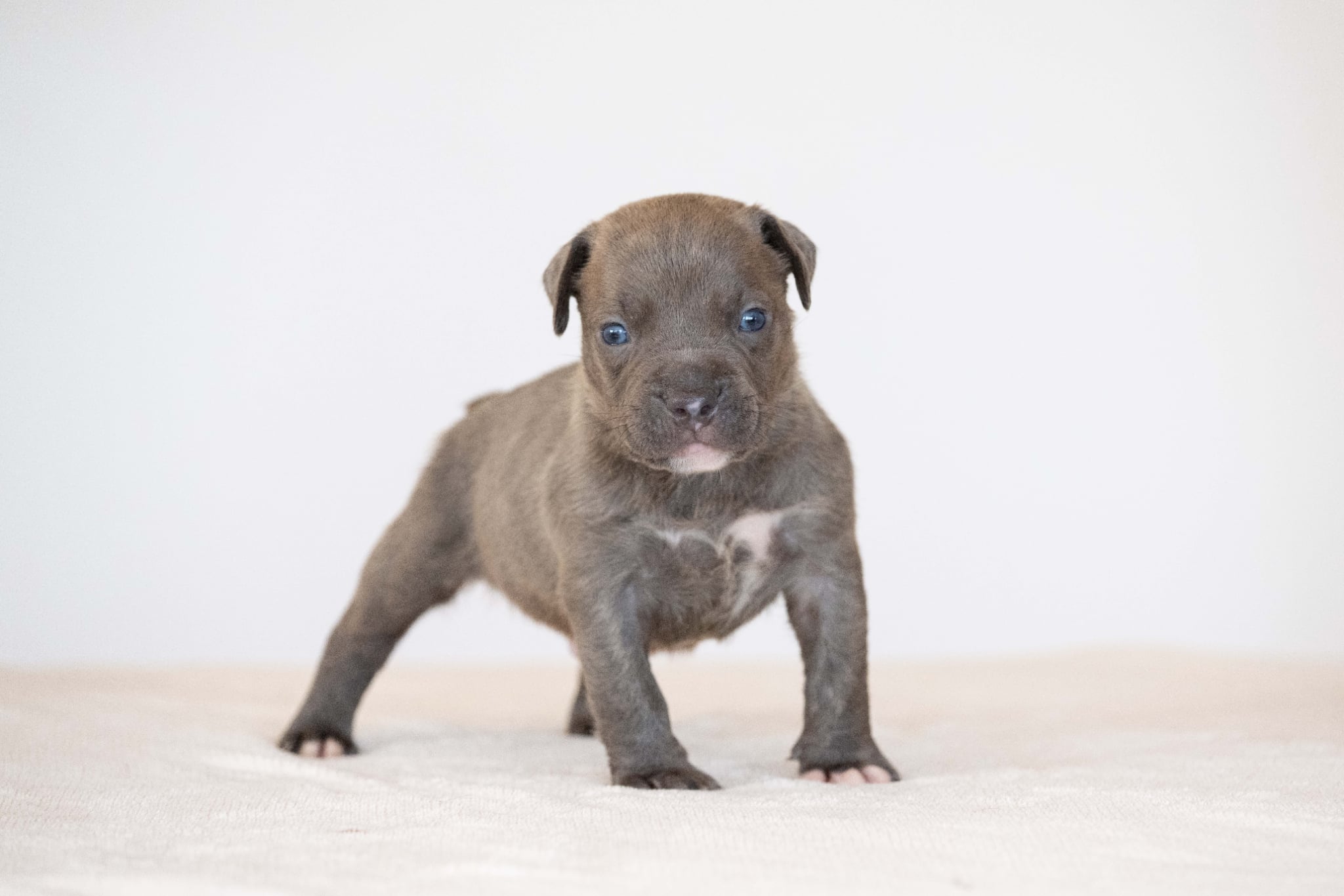 Devil x Aventura Male Dog 3, Image 2