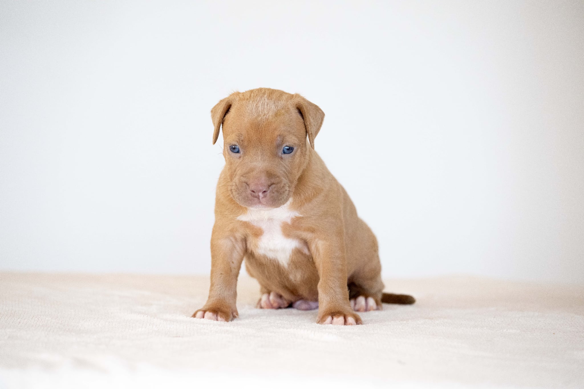 Devil x Aventura Male Dog 5, Photo 1