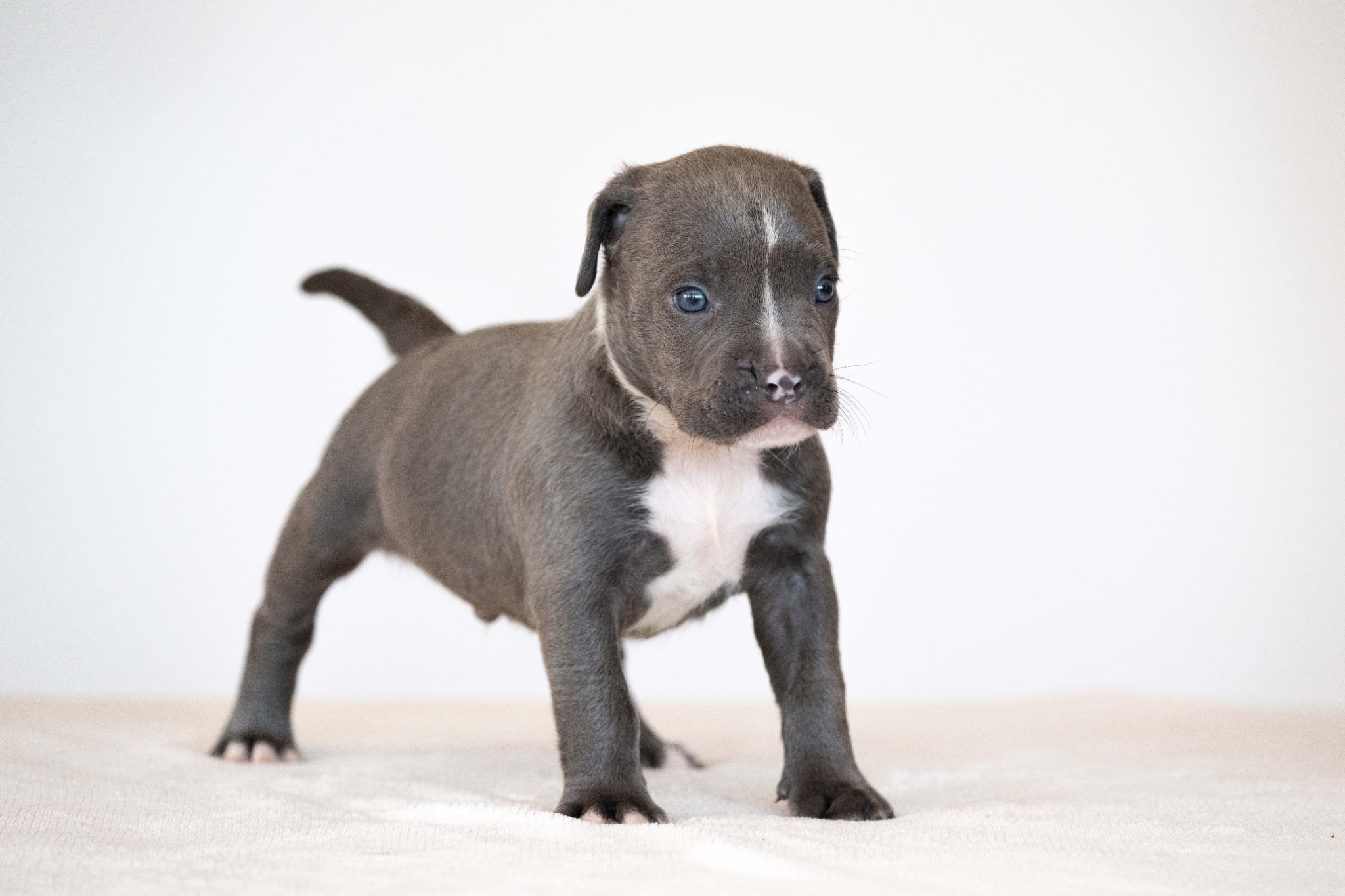 Devil x Aventura Male Dog 4, Photo 2
