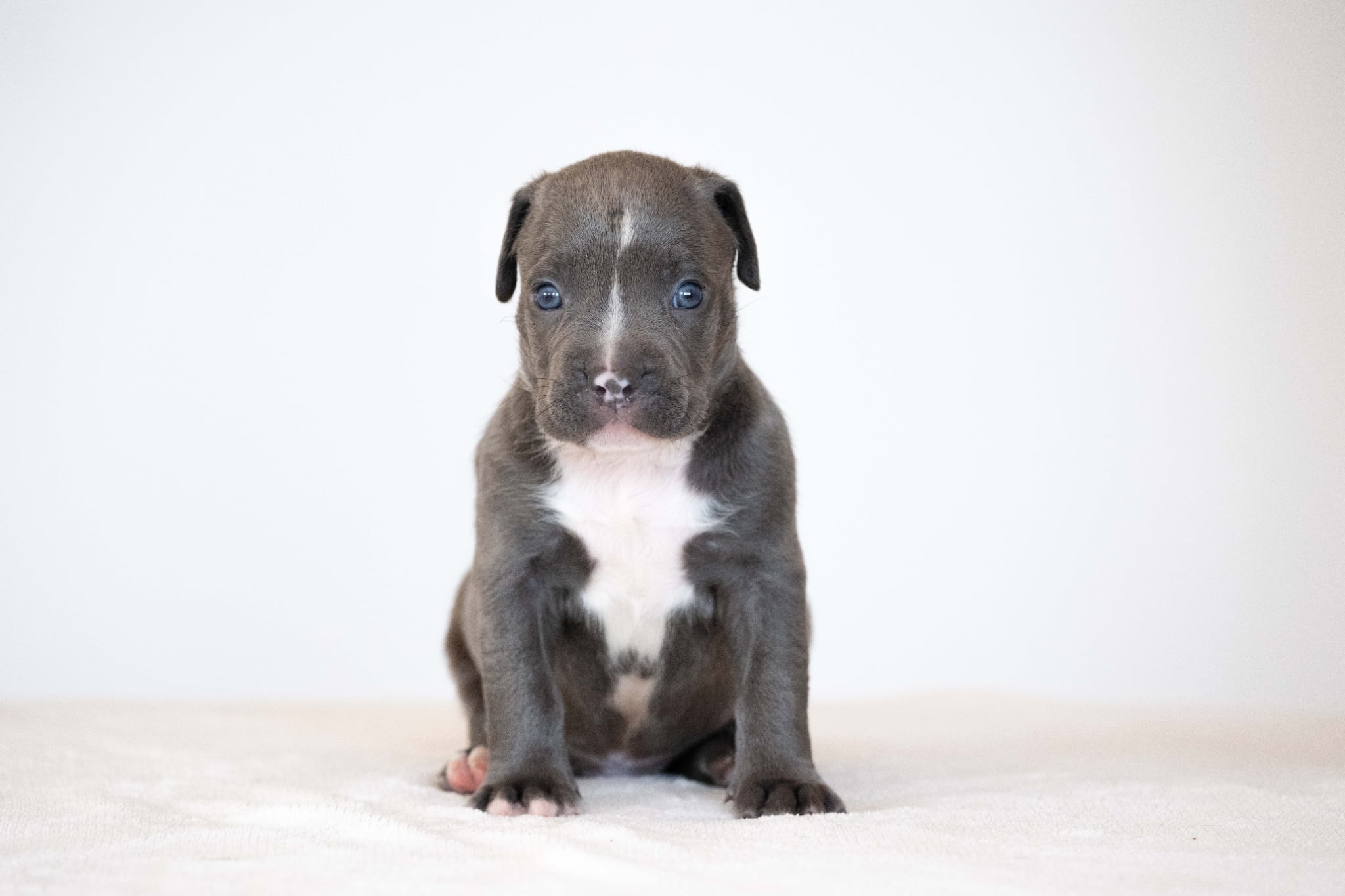 Devil x Aventura Male Dog 4, Image 1