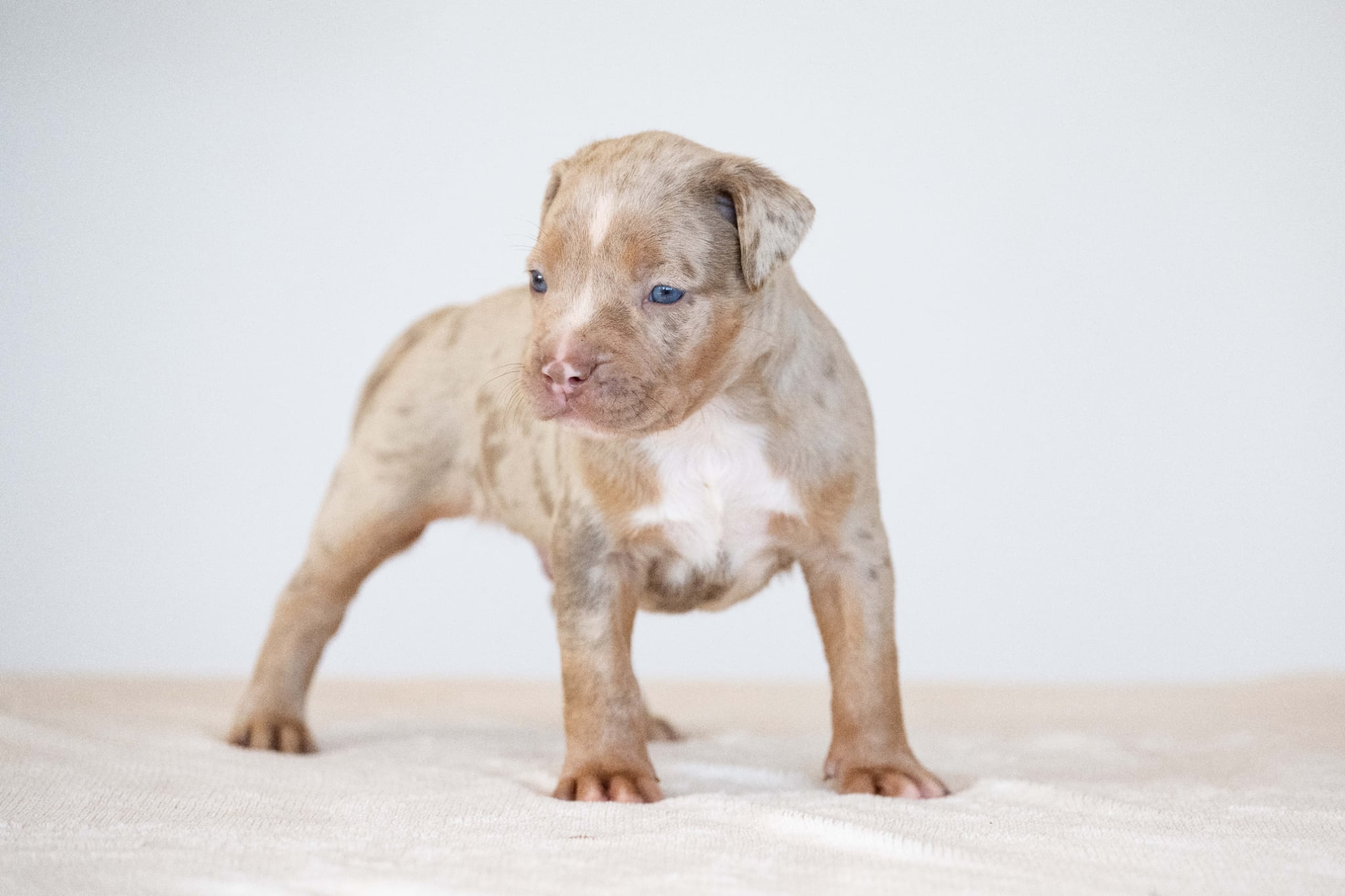 Devil x Aventura Male Dog 1 Image 3