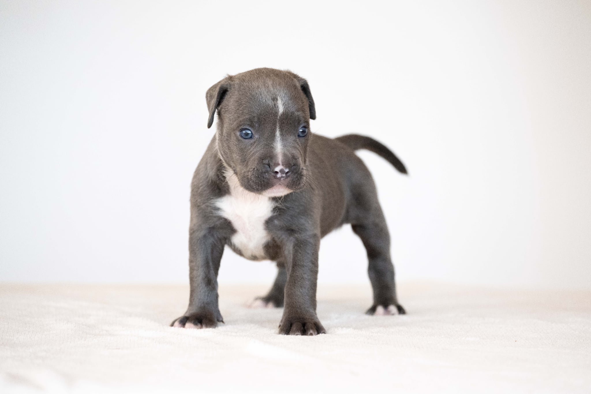 Devil x Aventura Male Dog 4, Image 3