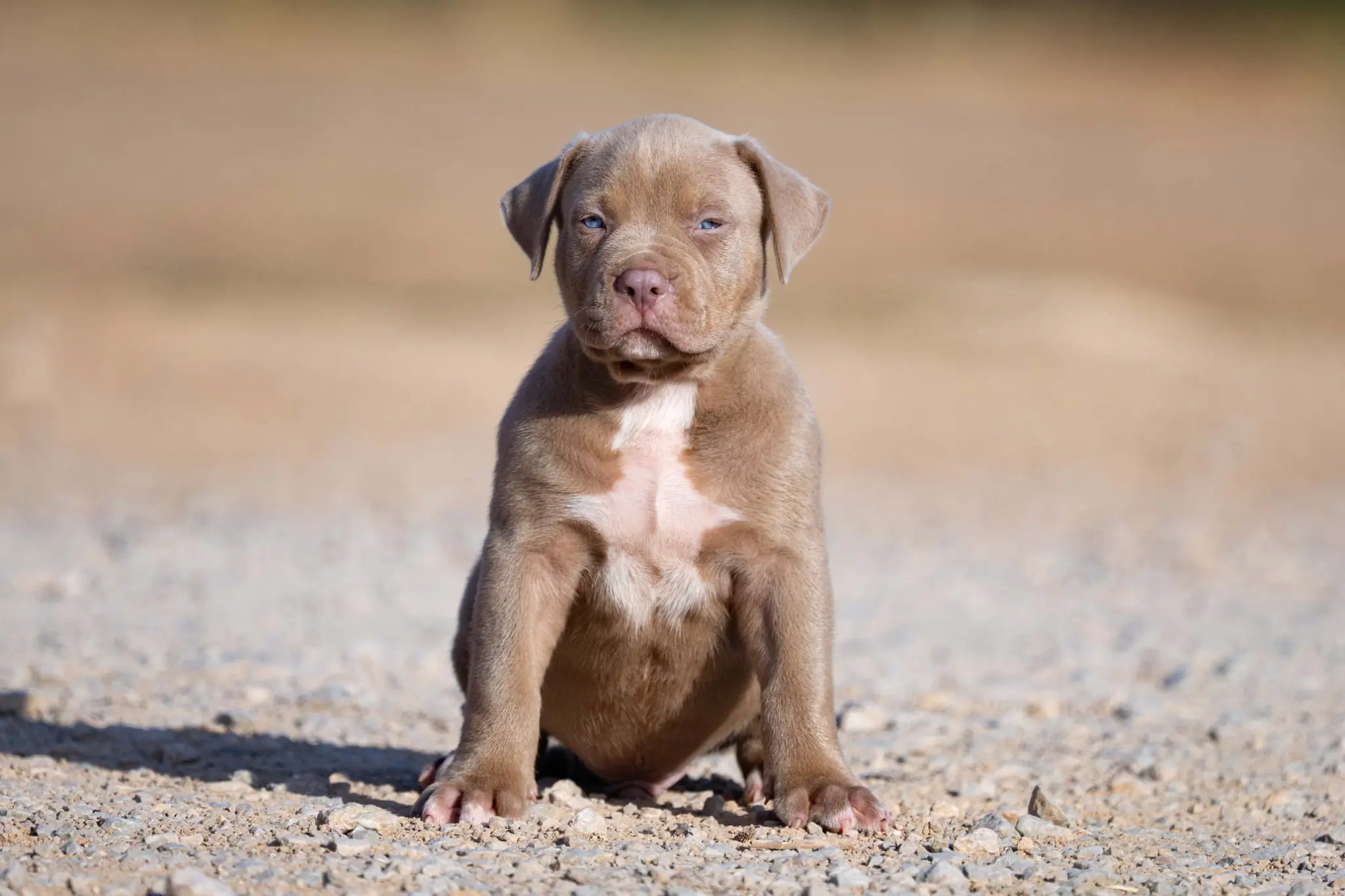 Mr. Legend x Palma—Available Male Dog 2, Photo 1