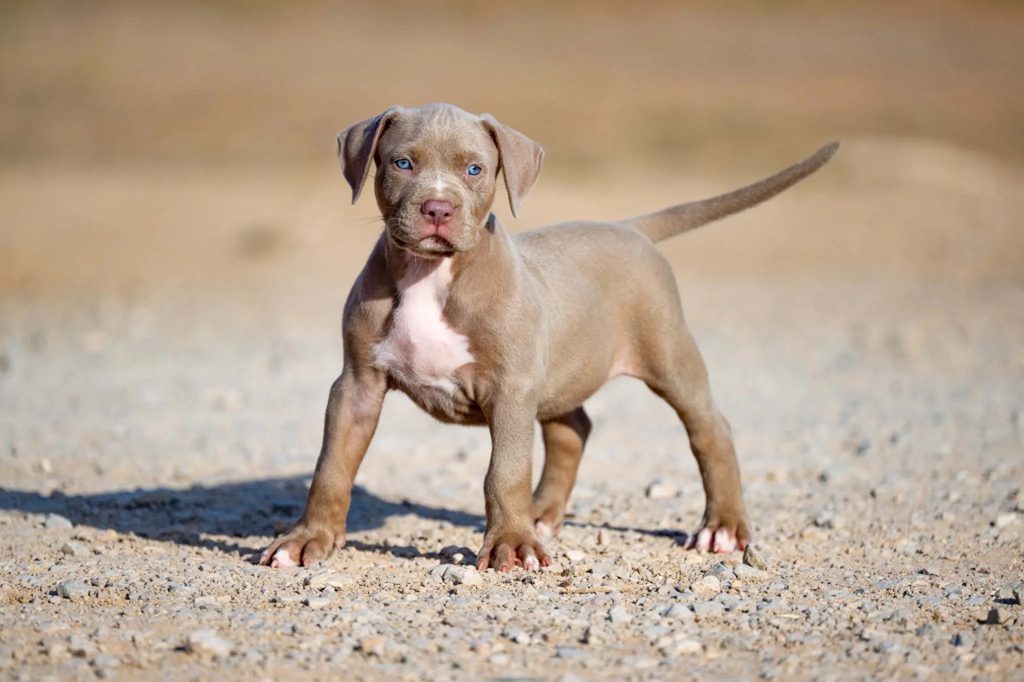 Mr. Legend x Palma—Available Male Dog, Photo 1, Photo 2