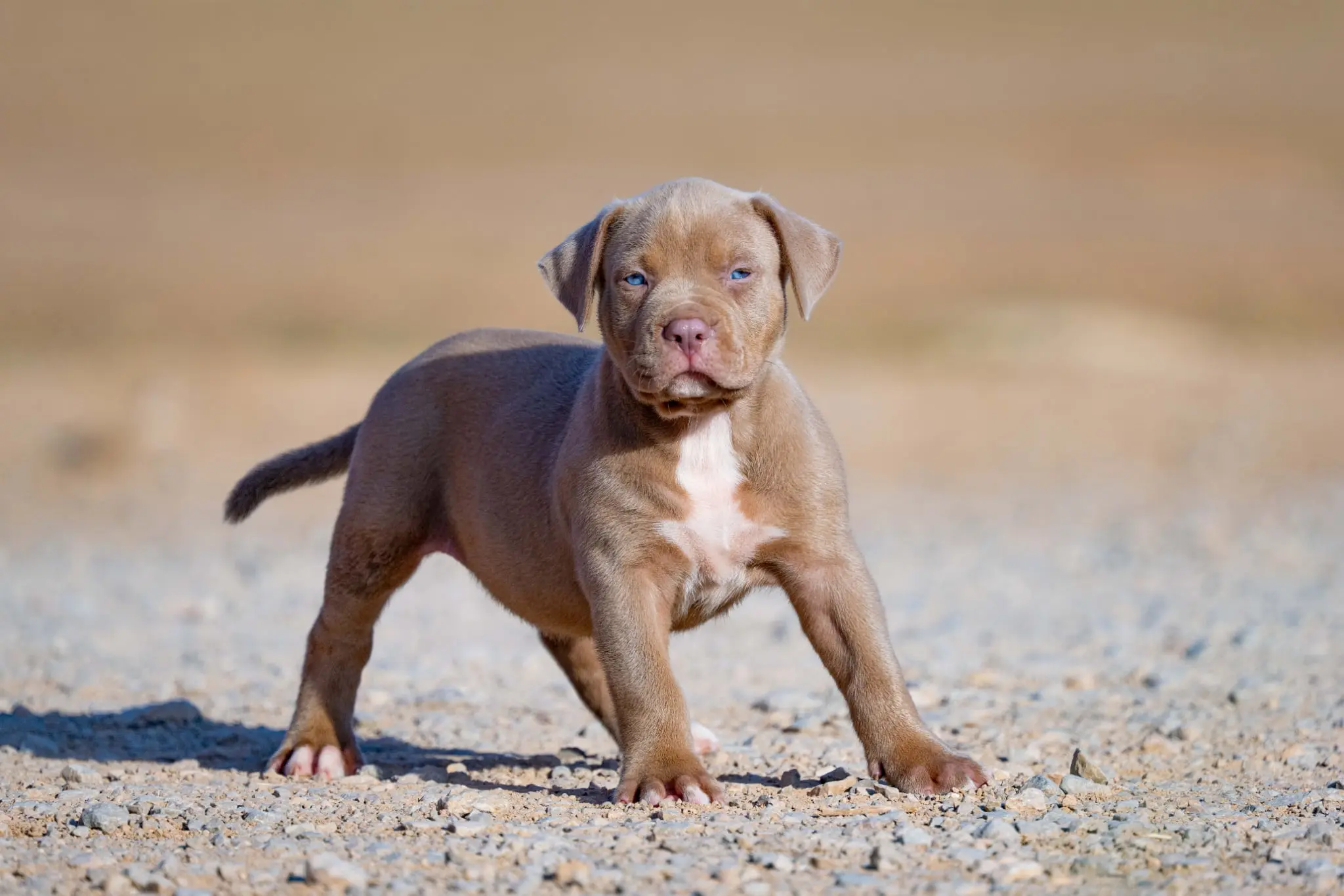 Mr. Legend x Palma—Available Male Dog, 2nd Photo