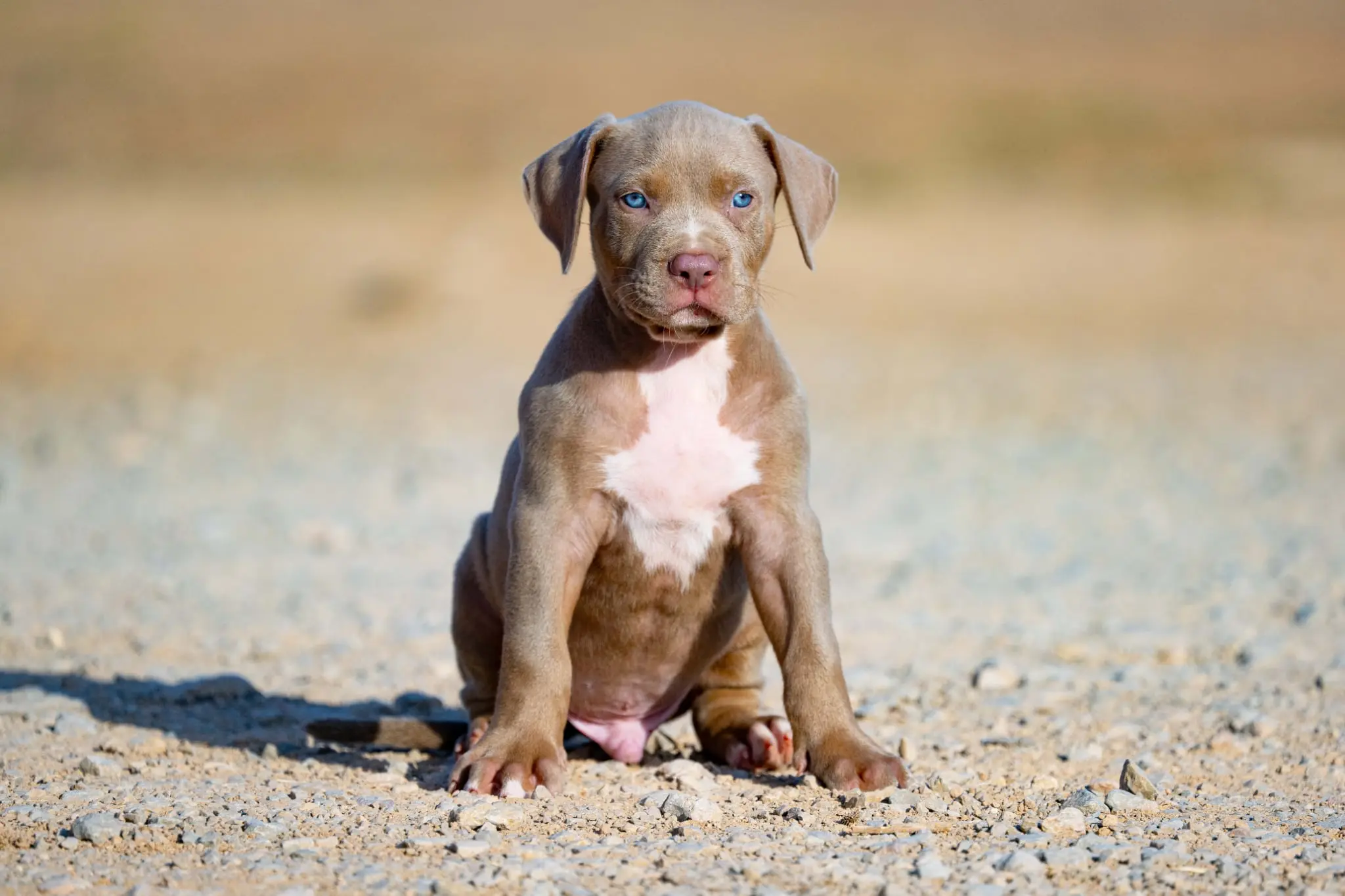 Mr. Legend x Palma—Available Male Dog, 1 Photo 1