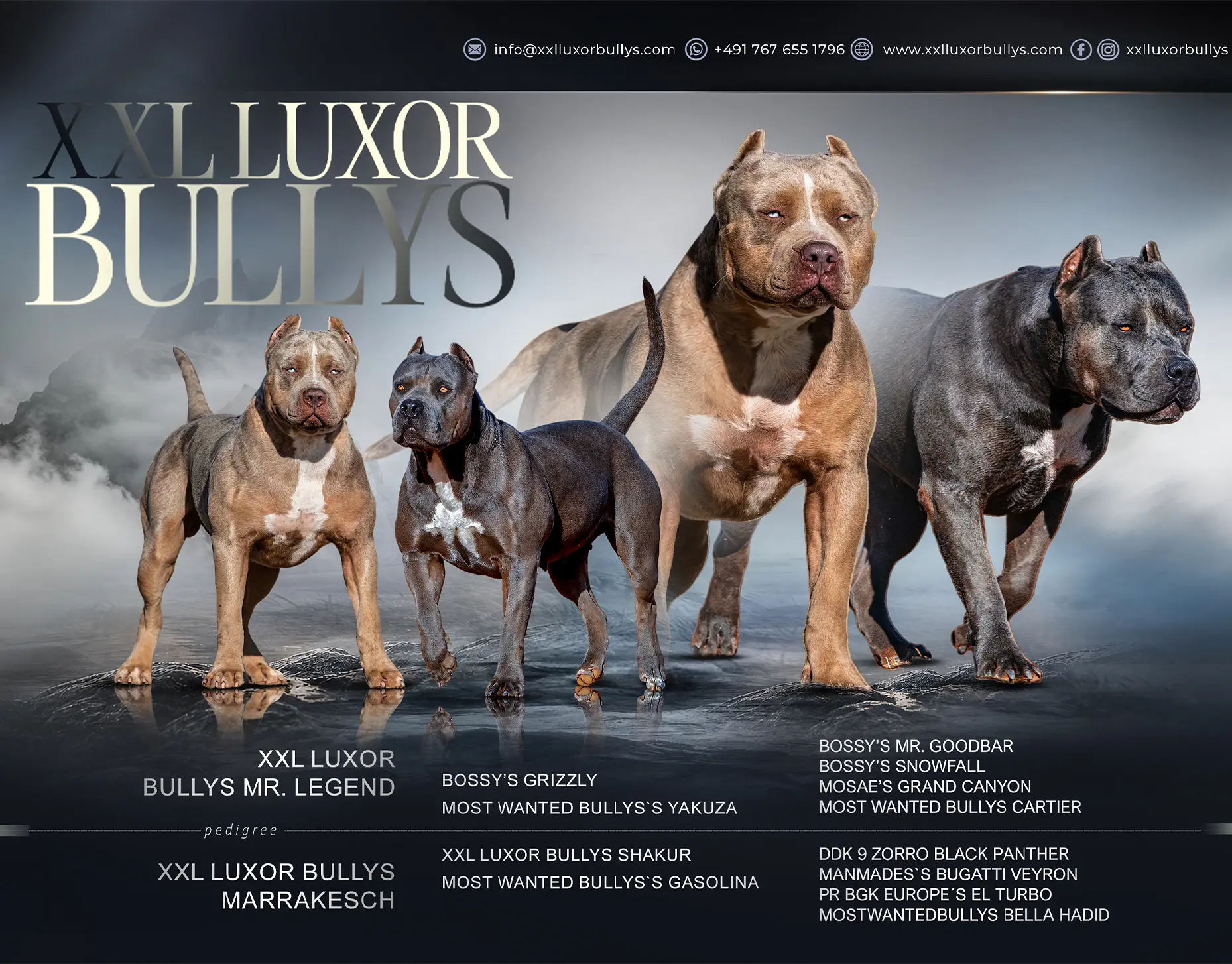 Mr. Legend x Marrakesch XXL American Bully Mating
