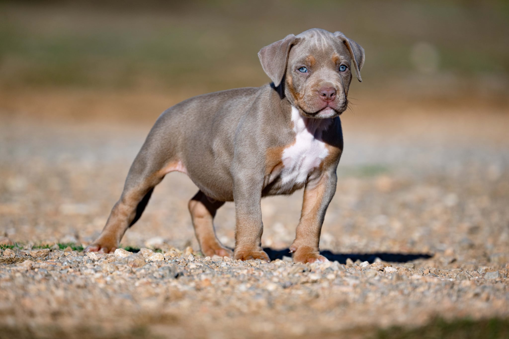Devil x Aventura Male Dog 2, Photo 2