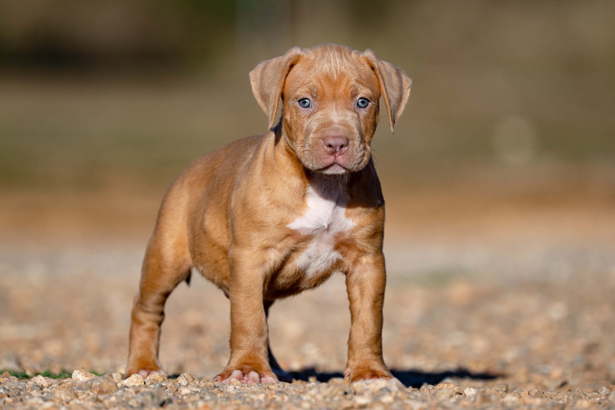 Devil x Aventura Male Dog 4, Photo 2