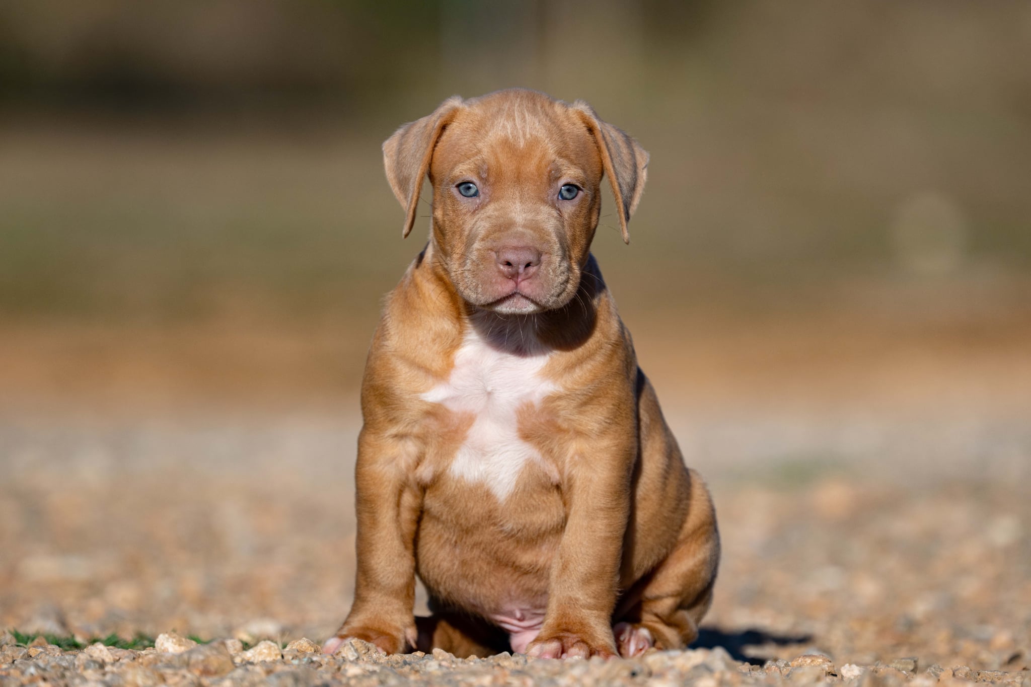 Devil x Aventura Male Dog 4, Image 1