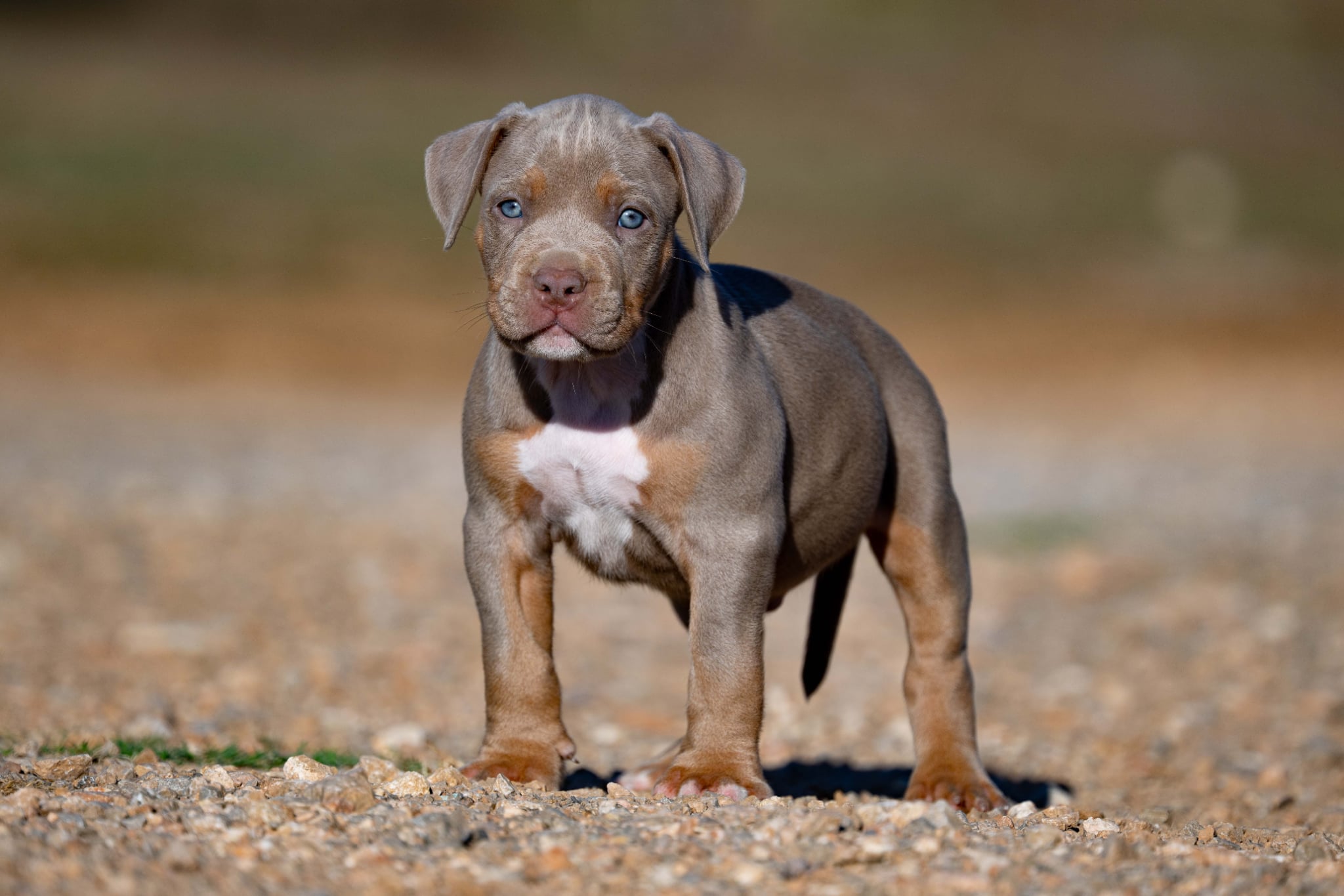 Devil x Aventura Male Dog 2, Photo 1