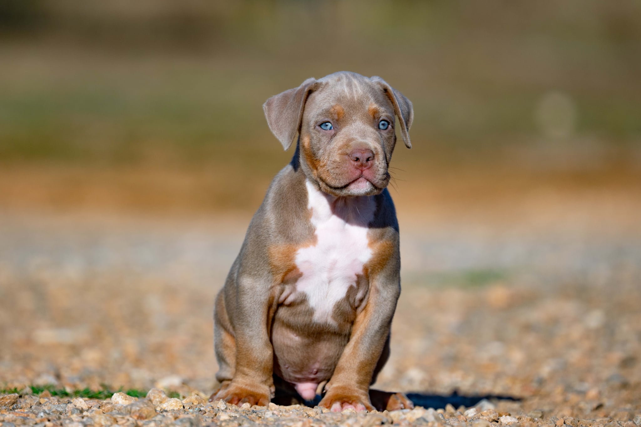 Devil x Aventura Male Dog 2, Image 3