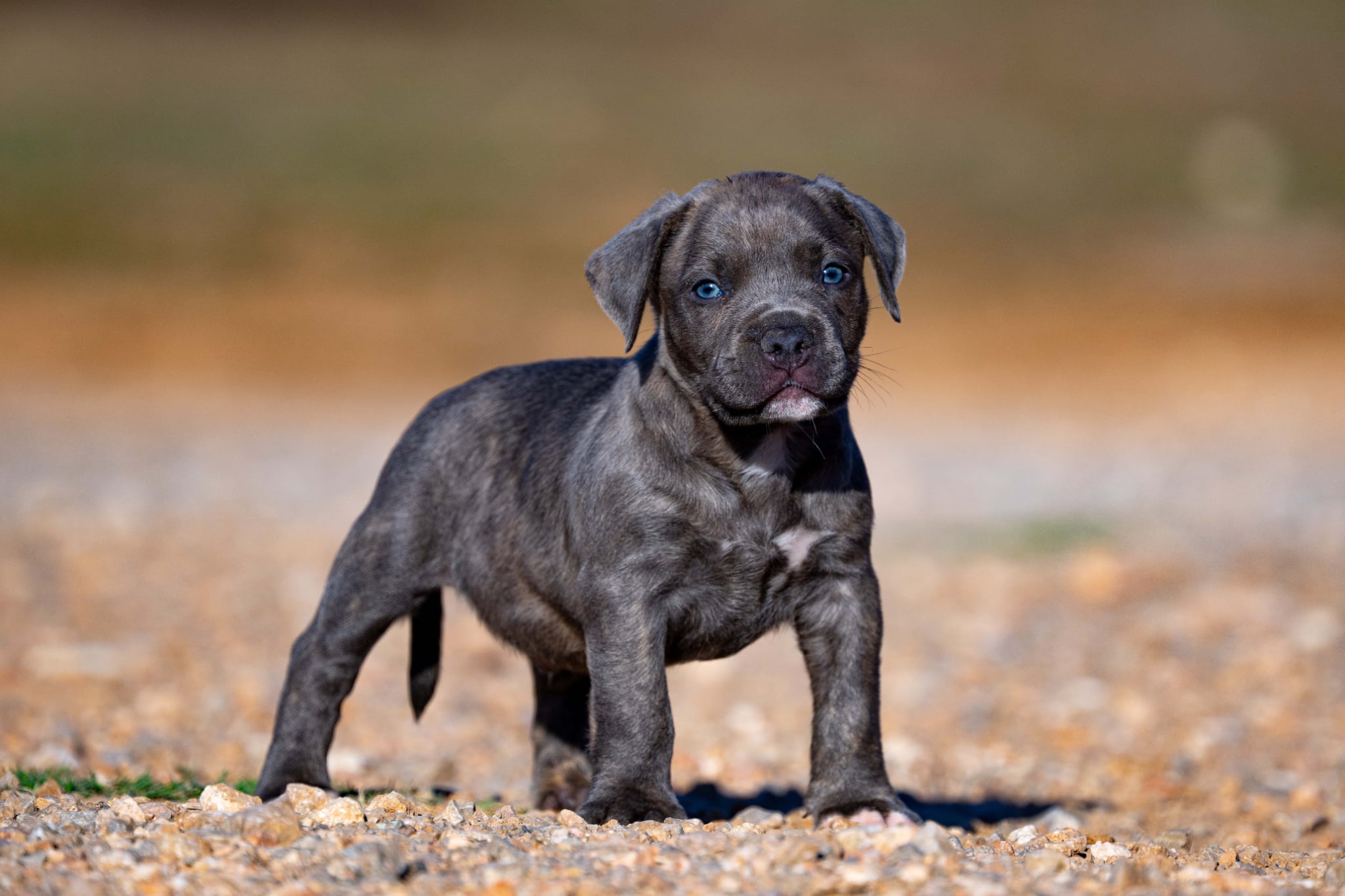 Devil x Aventura Male Dog 1 Image 3