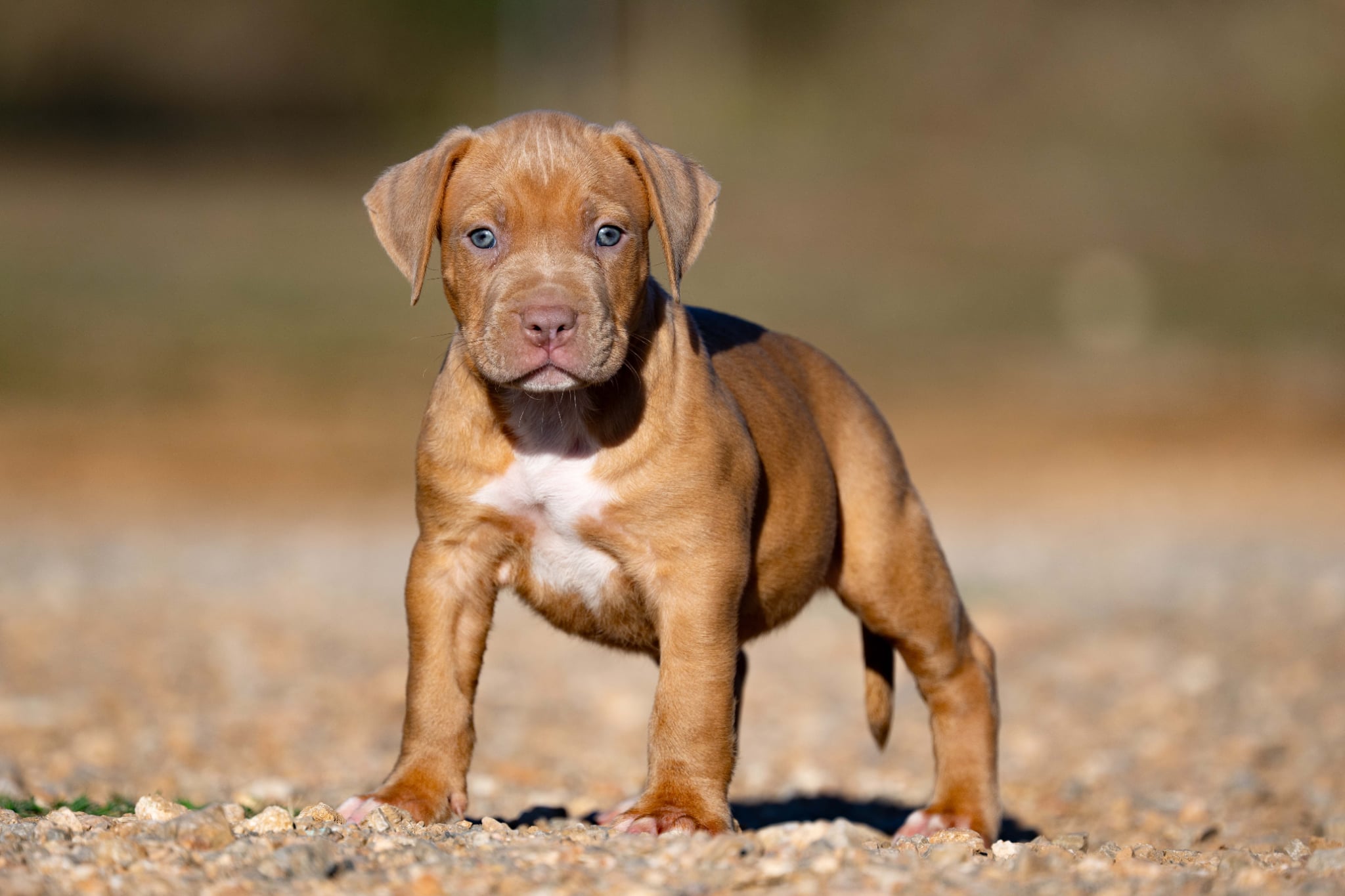 Devil x Aventura Male Dog 4, Image 3