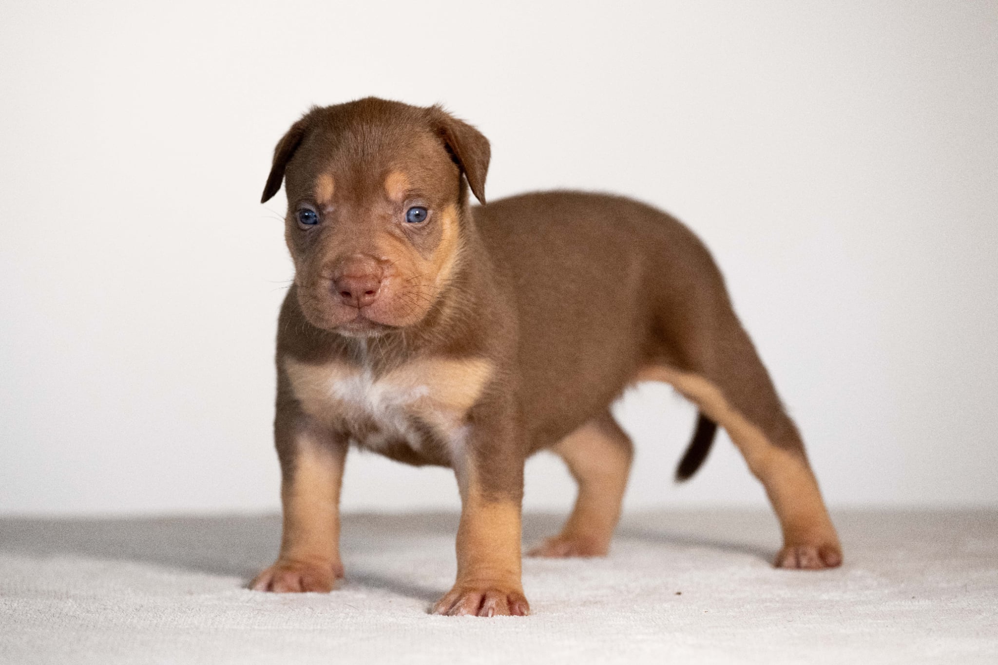 Gallardo x Megan Fox—Available Male Puppy, Photo 2