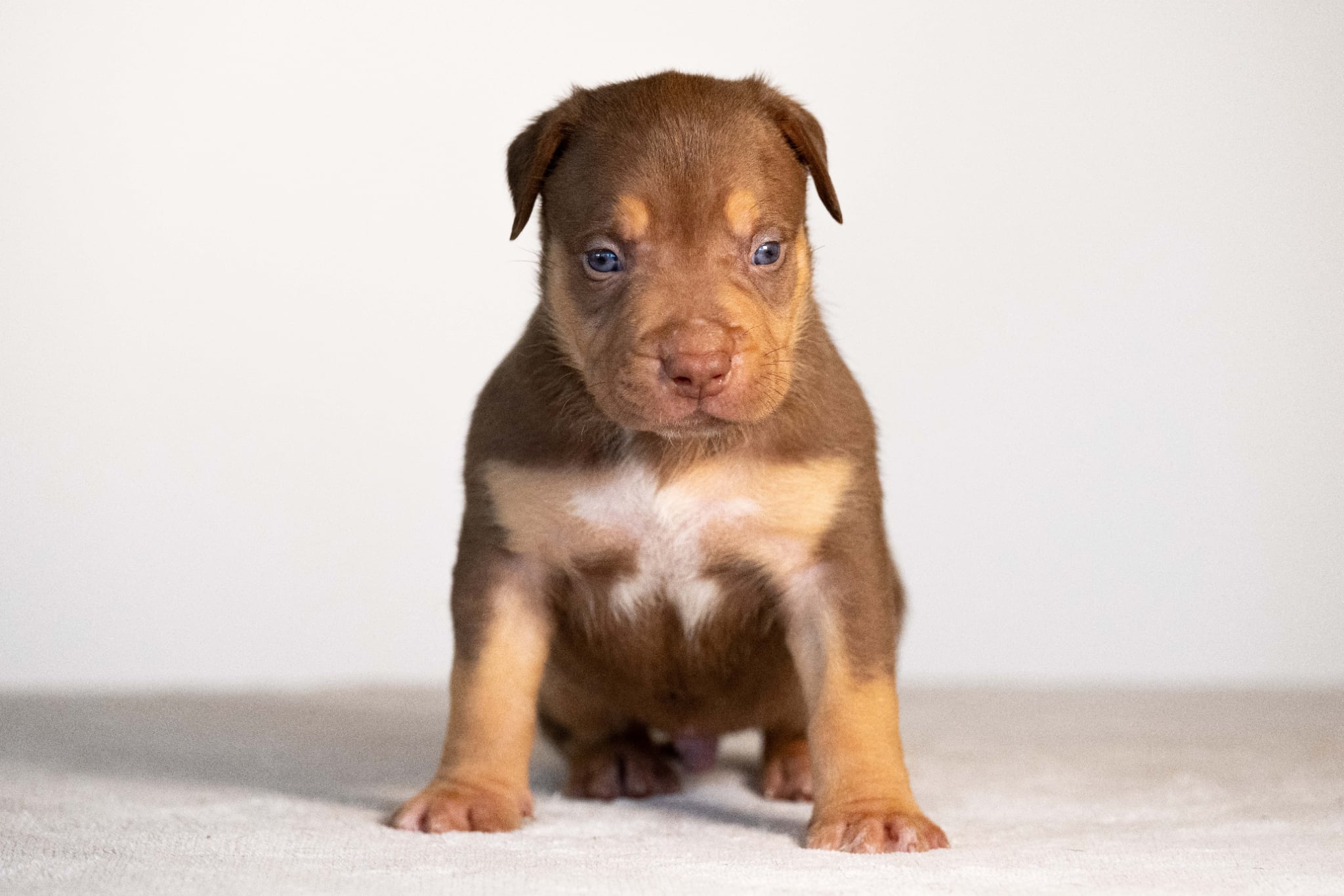 Gallardo x Megan Fox: Male Puppy Available—Photo 3