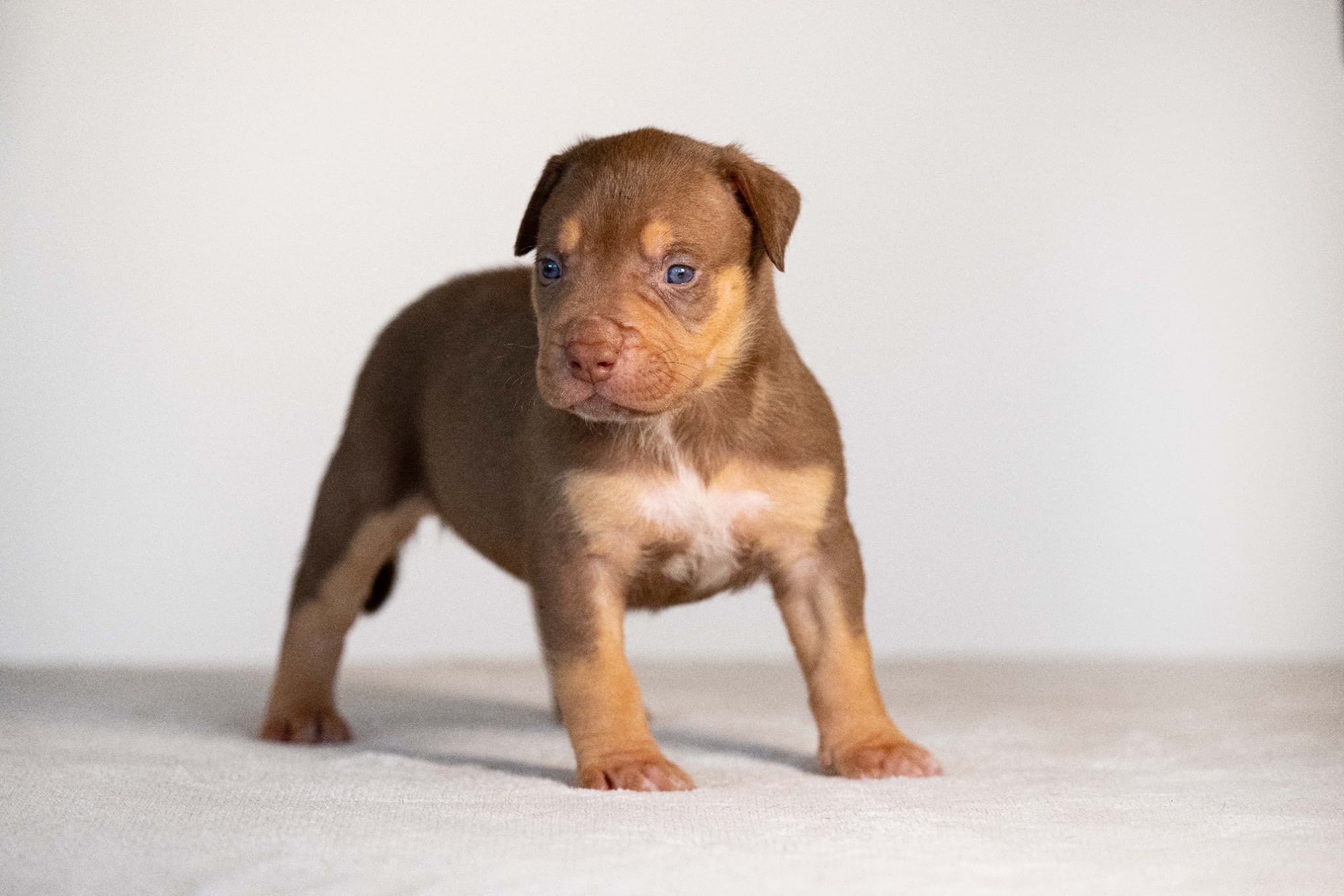 Gallardo x Megan Fox: Male Puppy Available—Photo 1